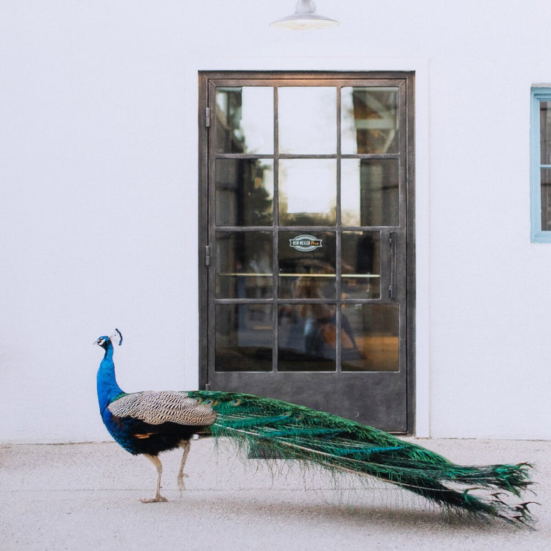 Peacock at Farm Shop - Pure Salt Shoppe