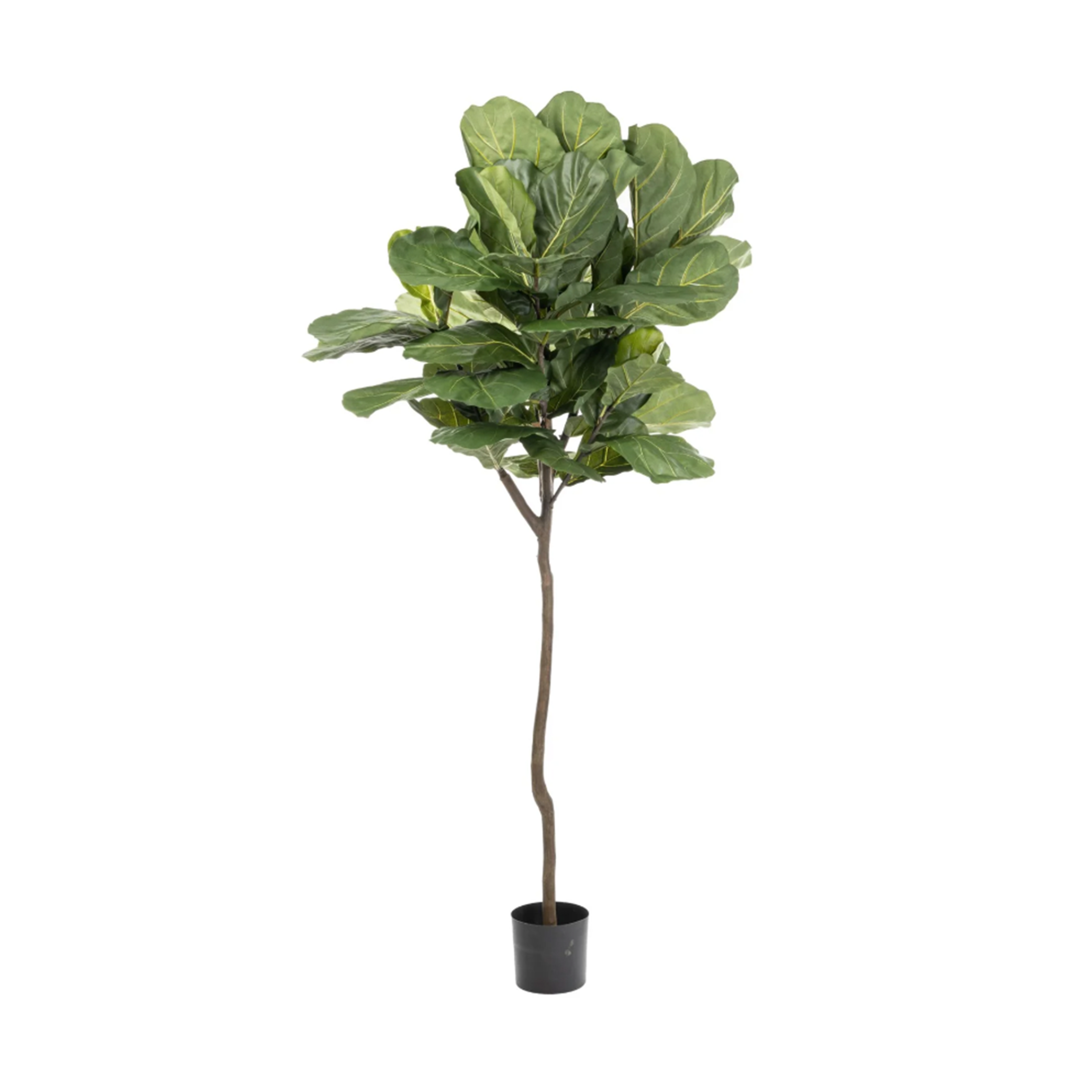 7.5' Fiddle Leaf Fig Tree