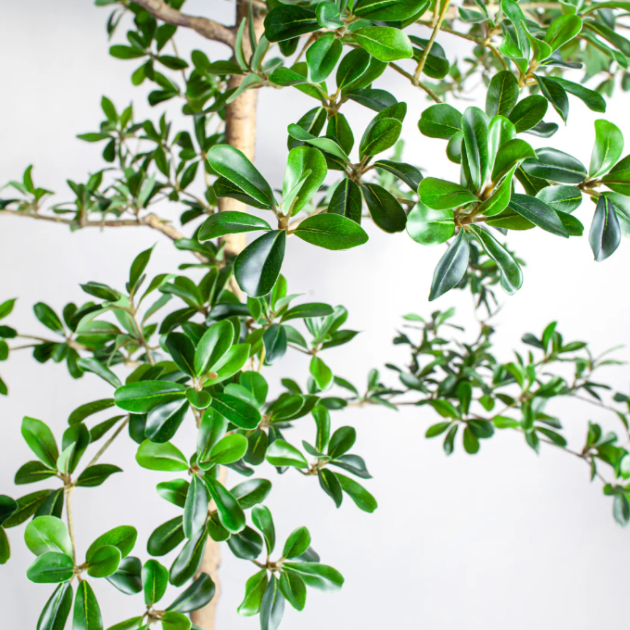 9' Shady Lady Black Olive Tree