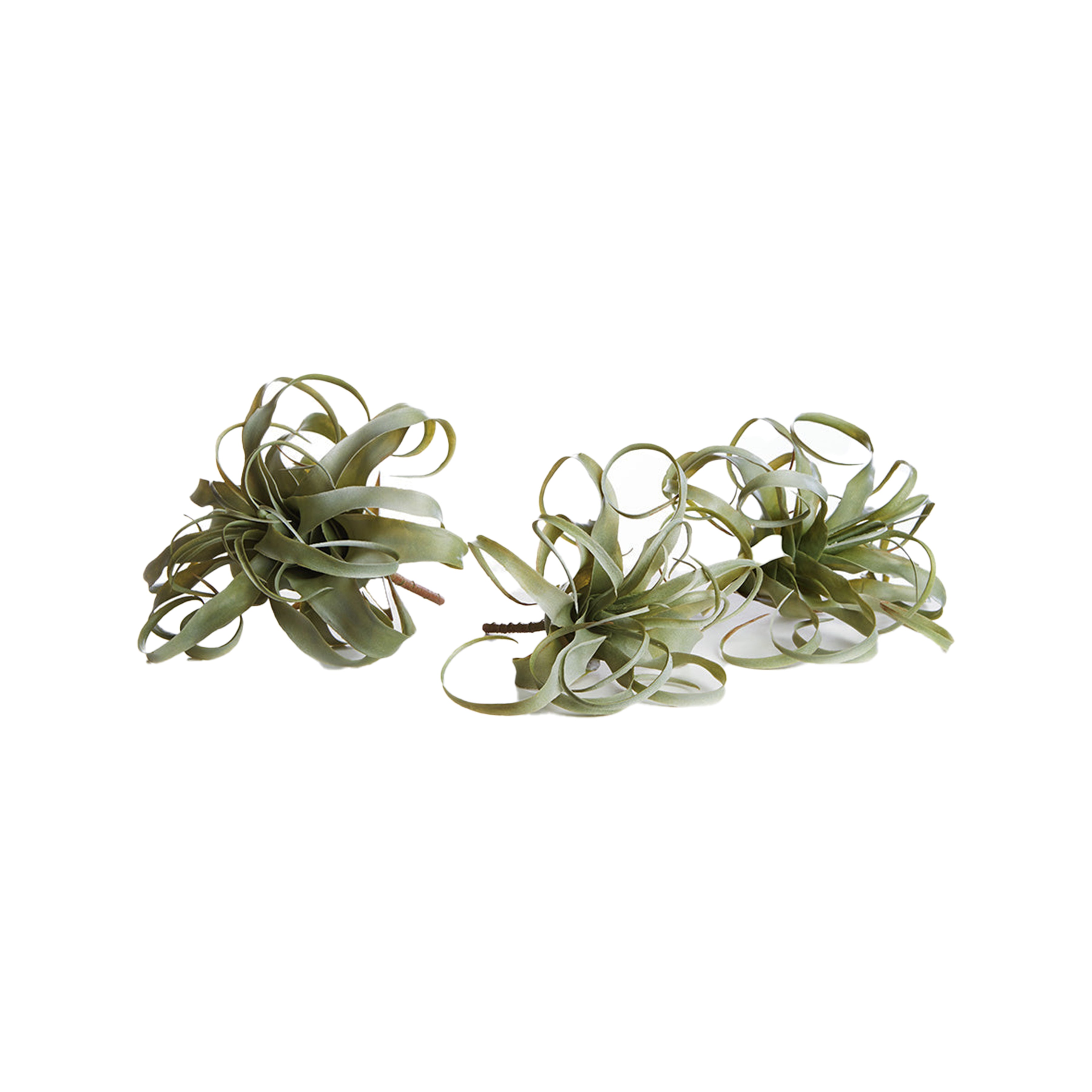 Tillandsia, Set Of 3