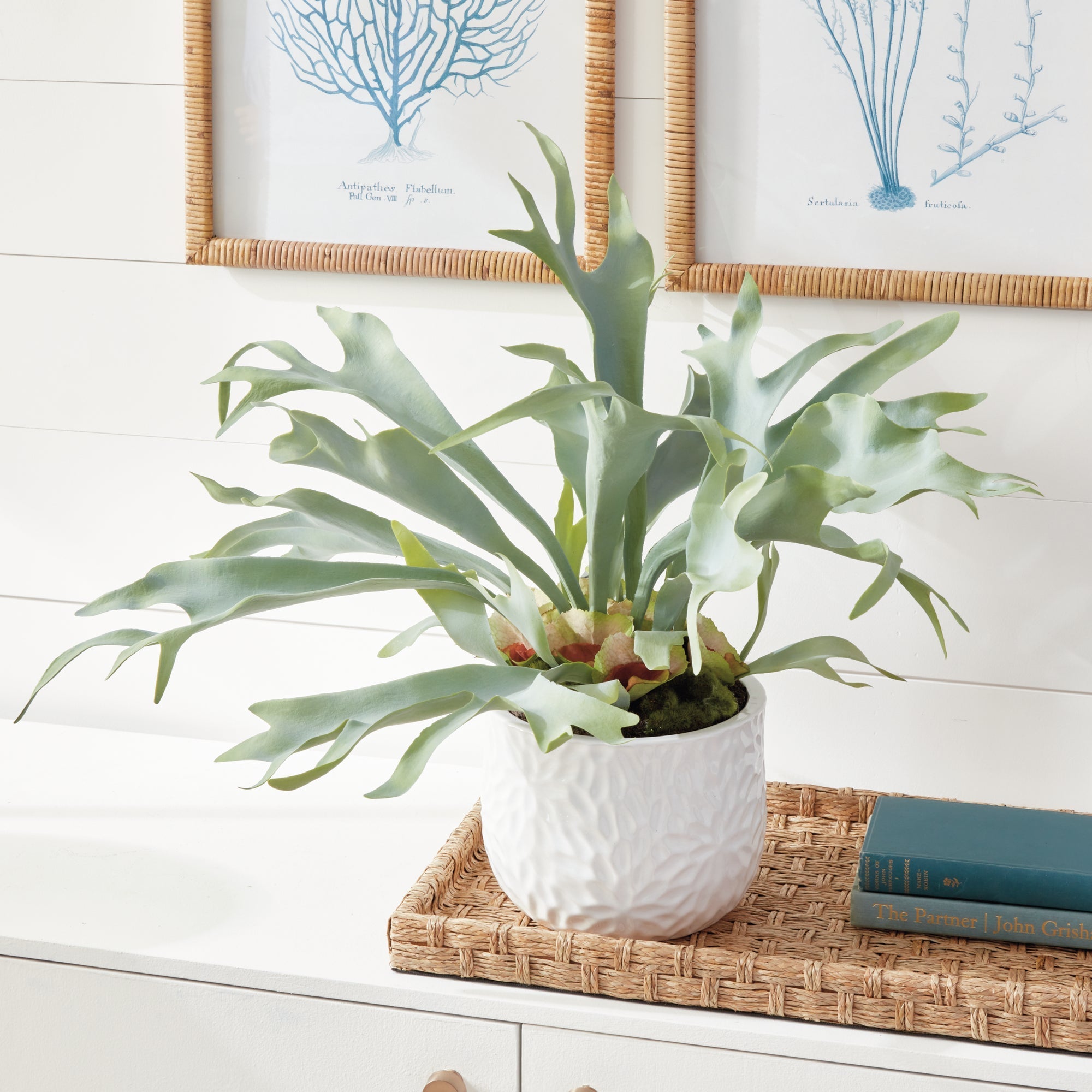 Staghorn Fern Drop-In 21" - Pure Salt Shoppe