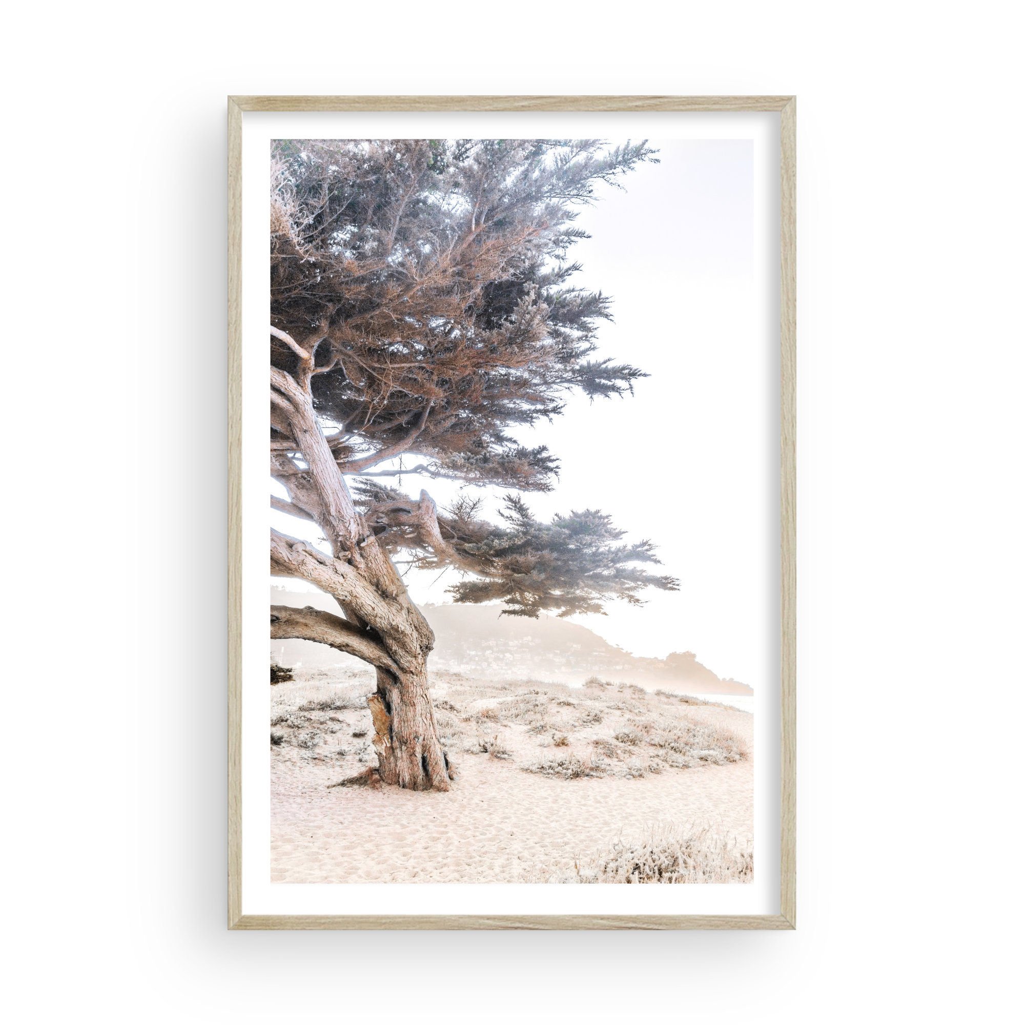 Cypress Tree by Caroline Pacula-PureSalt1