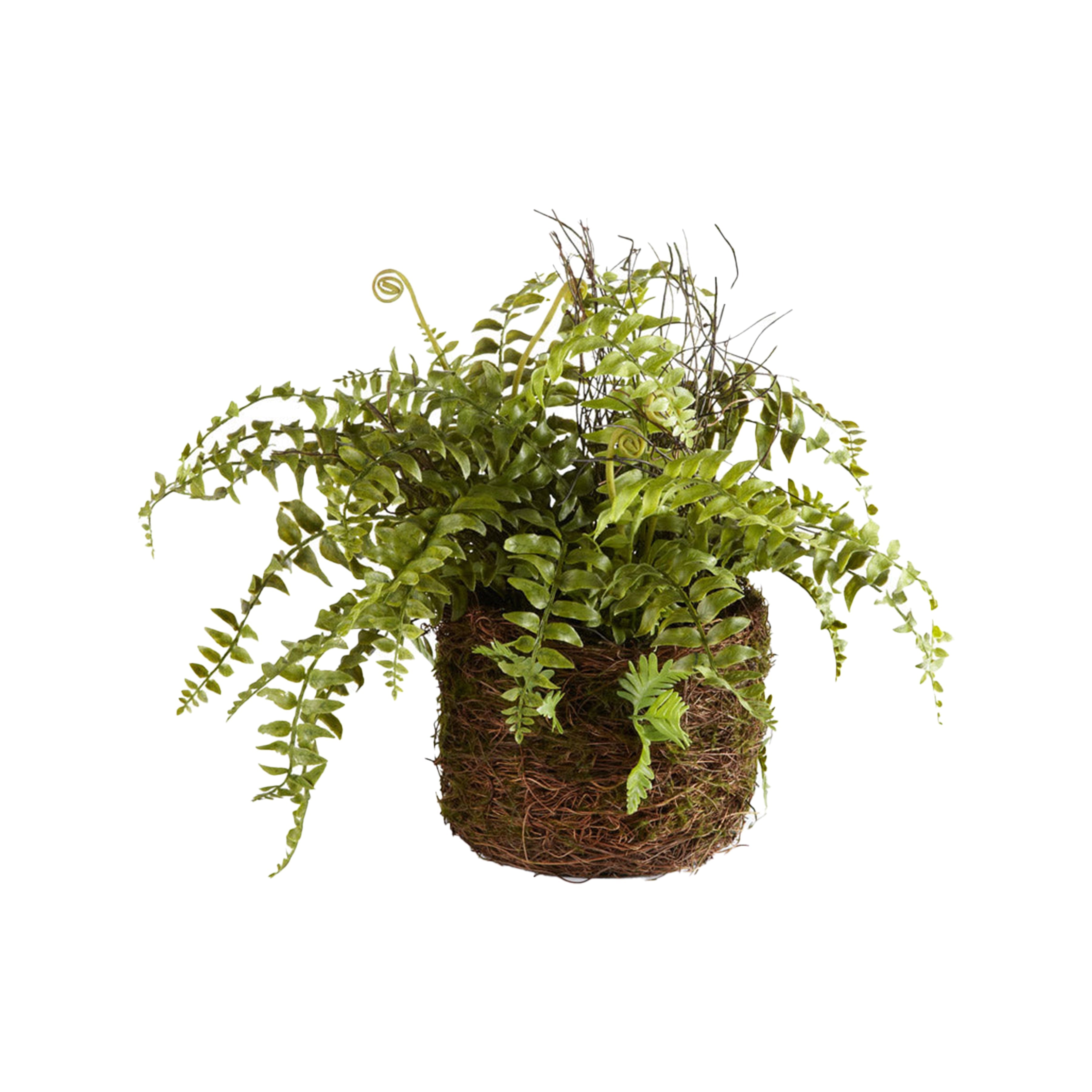 Boston Fern Rustic Drop-In 12"