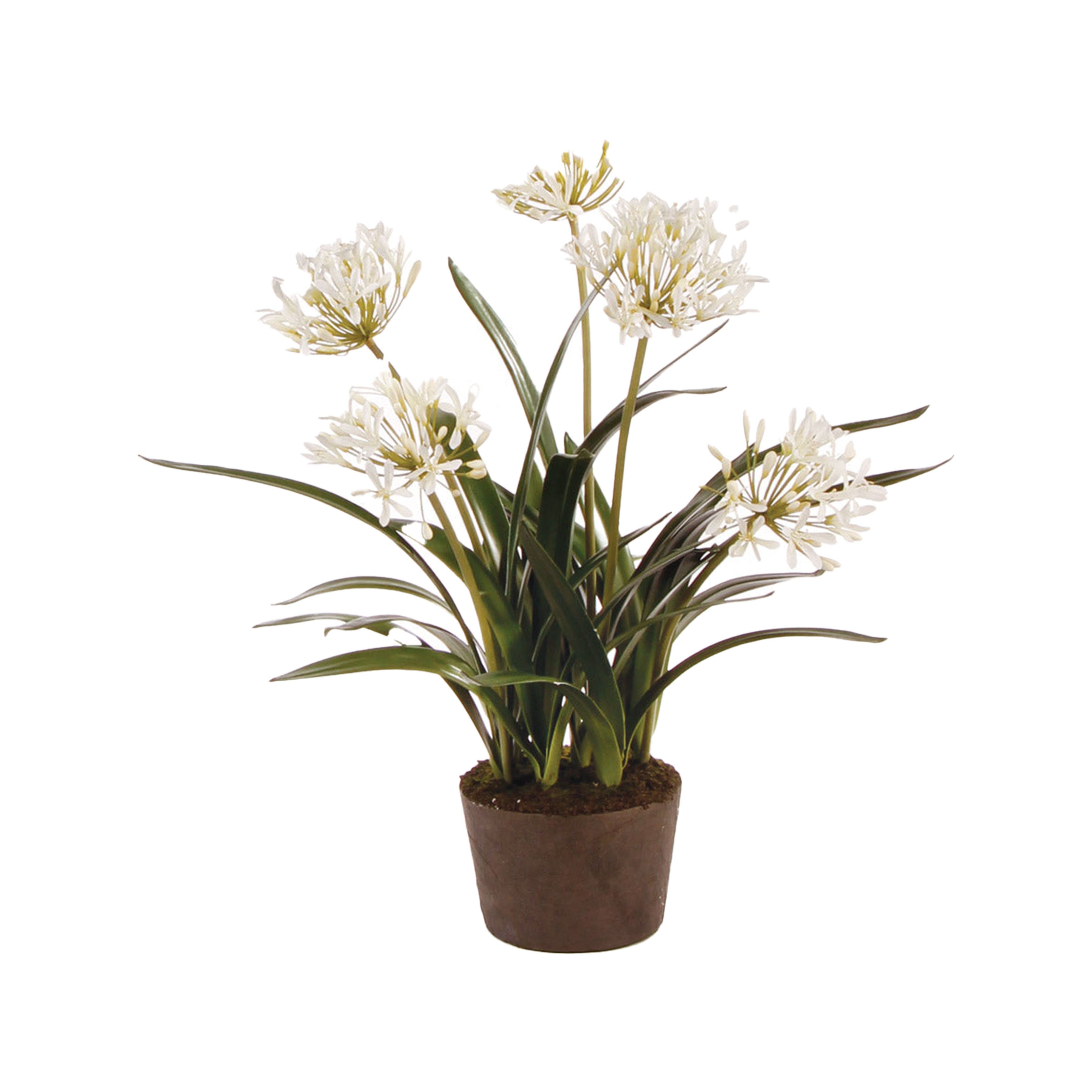Agapanthus Drop-In 29"