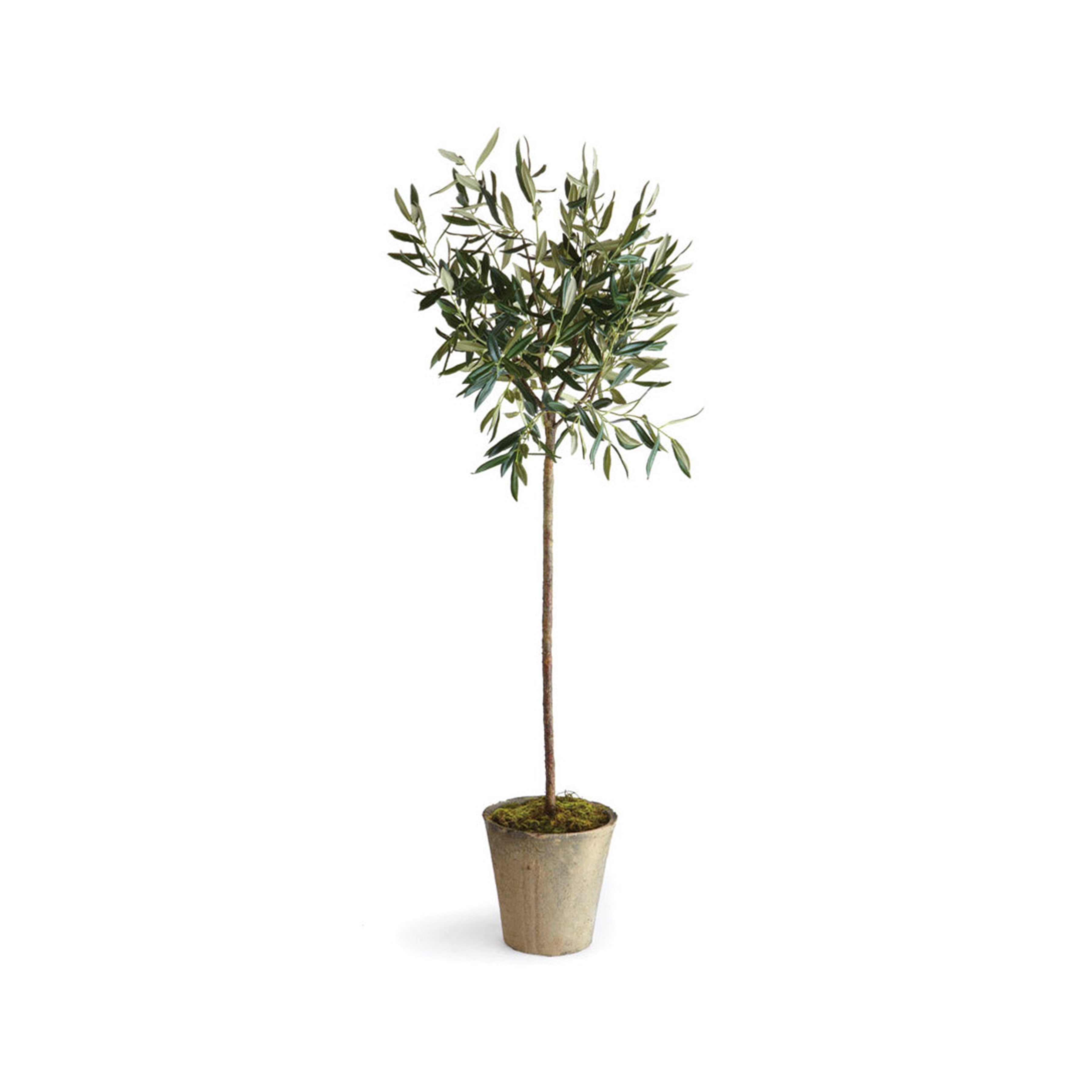 Olive Tree Potted 30"
