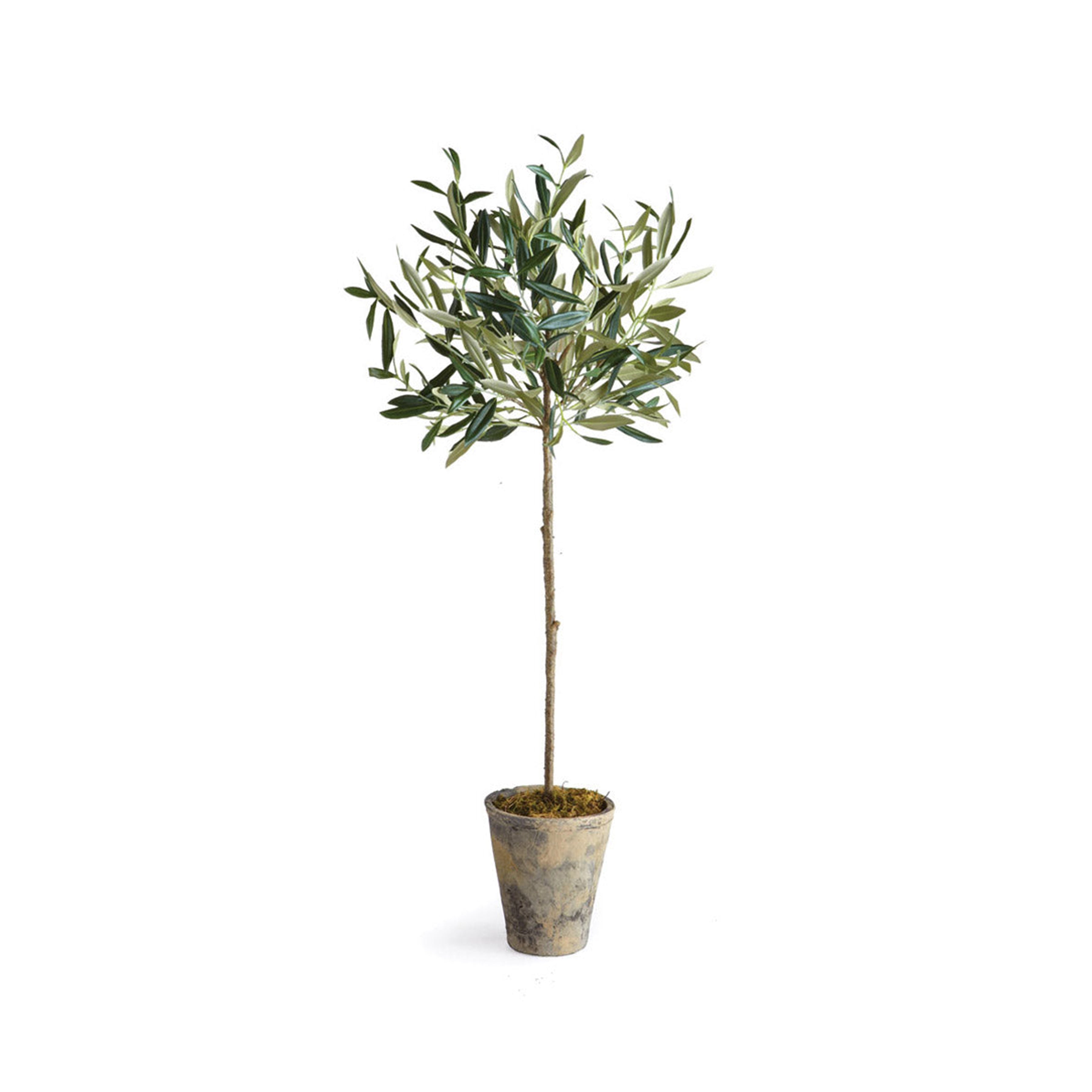 Olive Tree Potted 46"