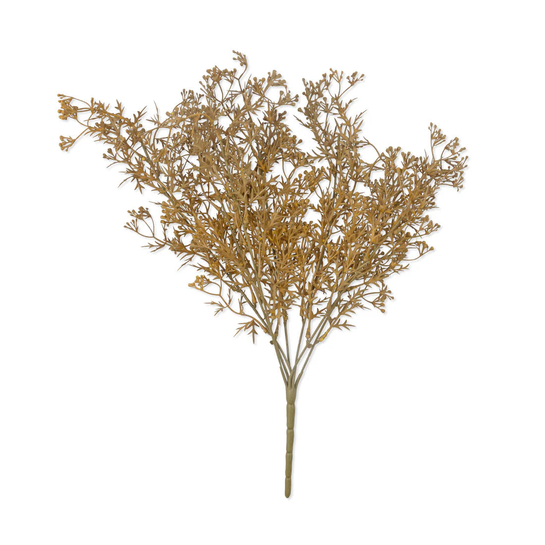 Dunewisp Meadow Grass