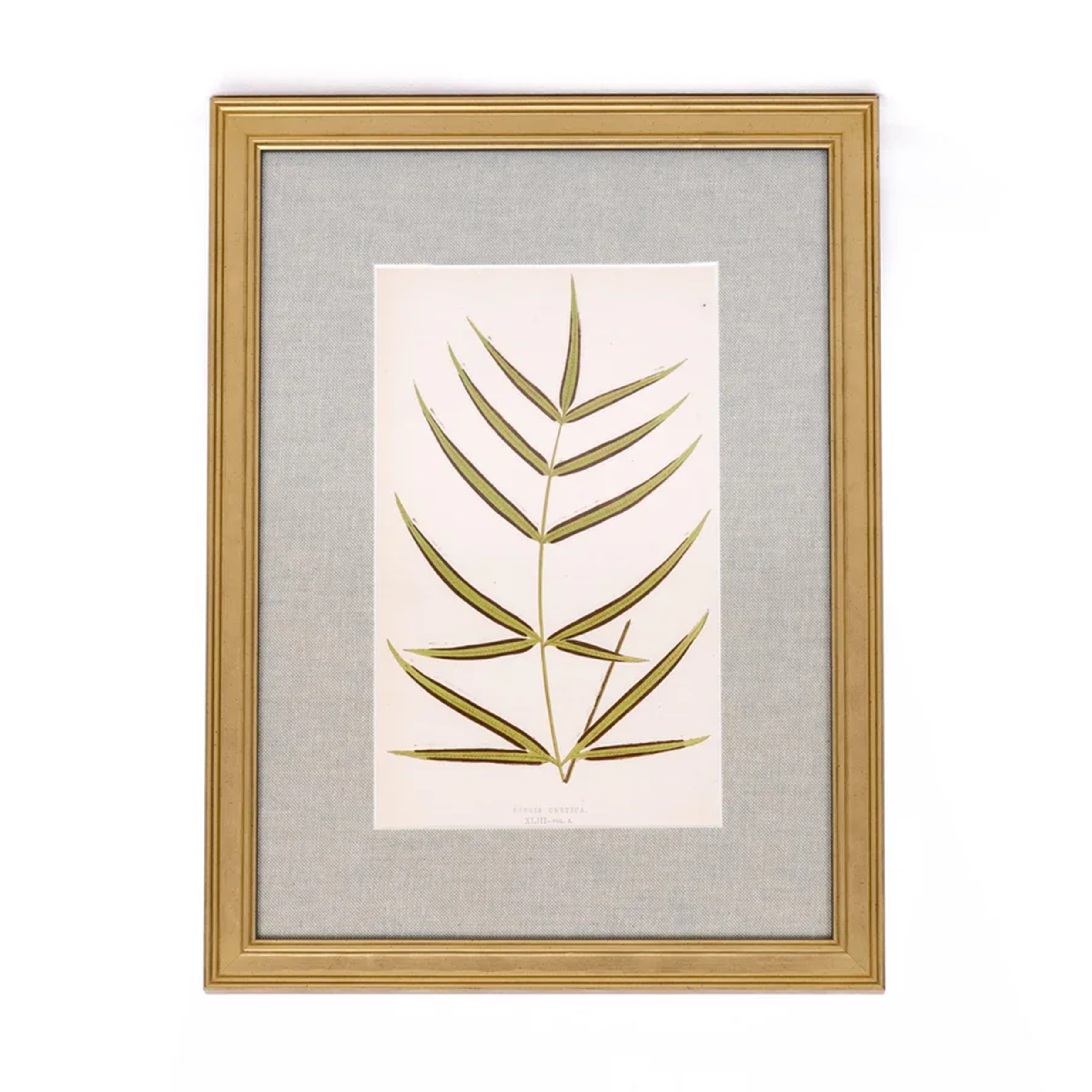 Fern Print