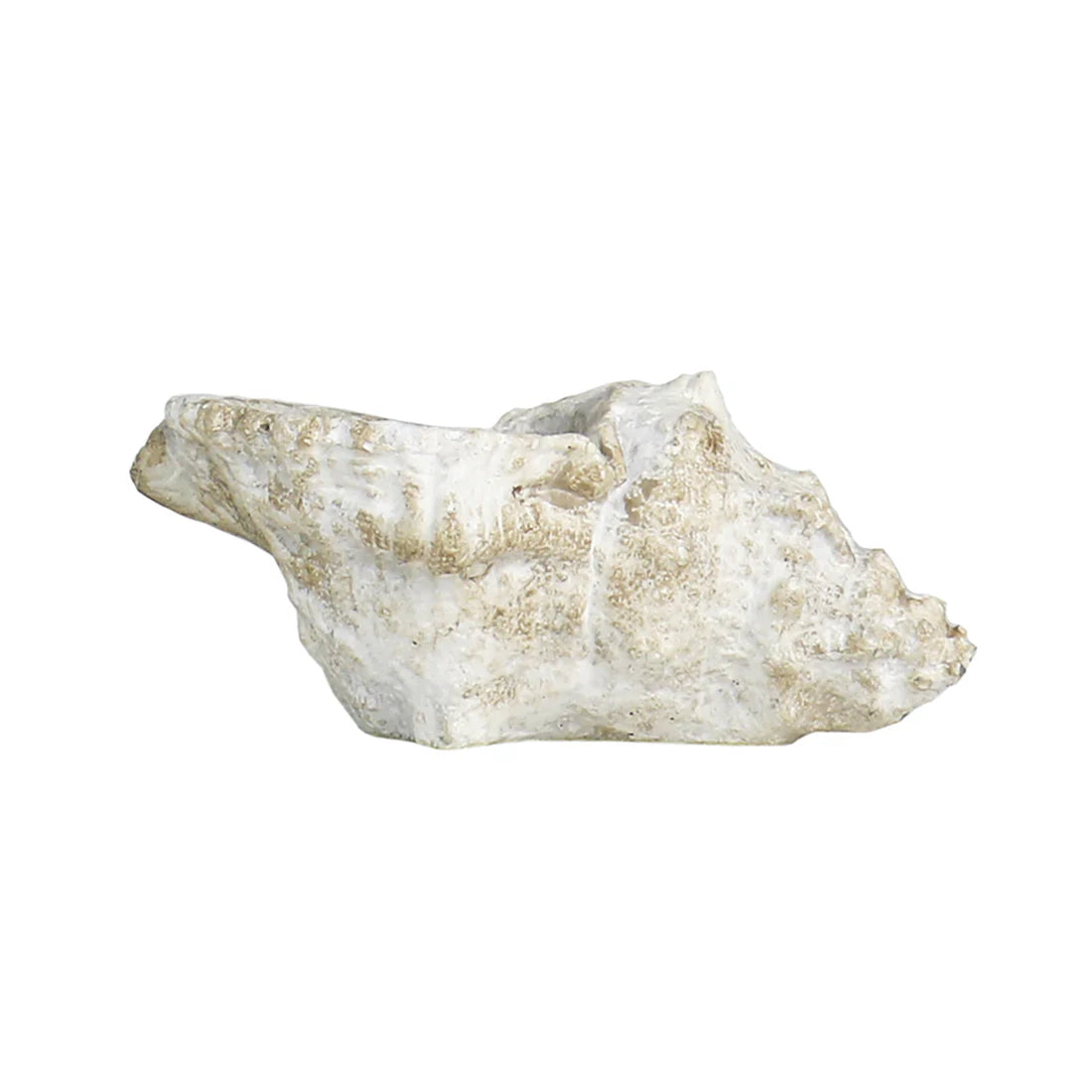 Kiva Cast Conch Shell