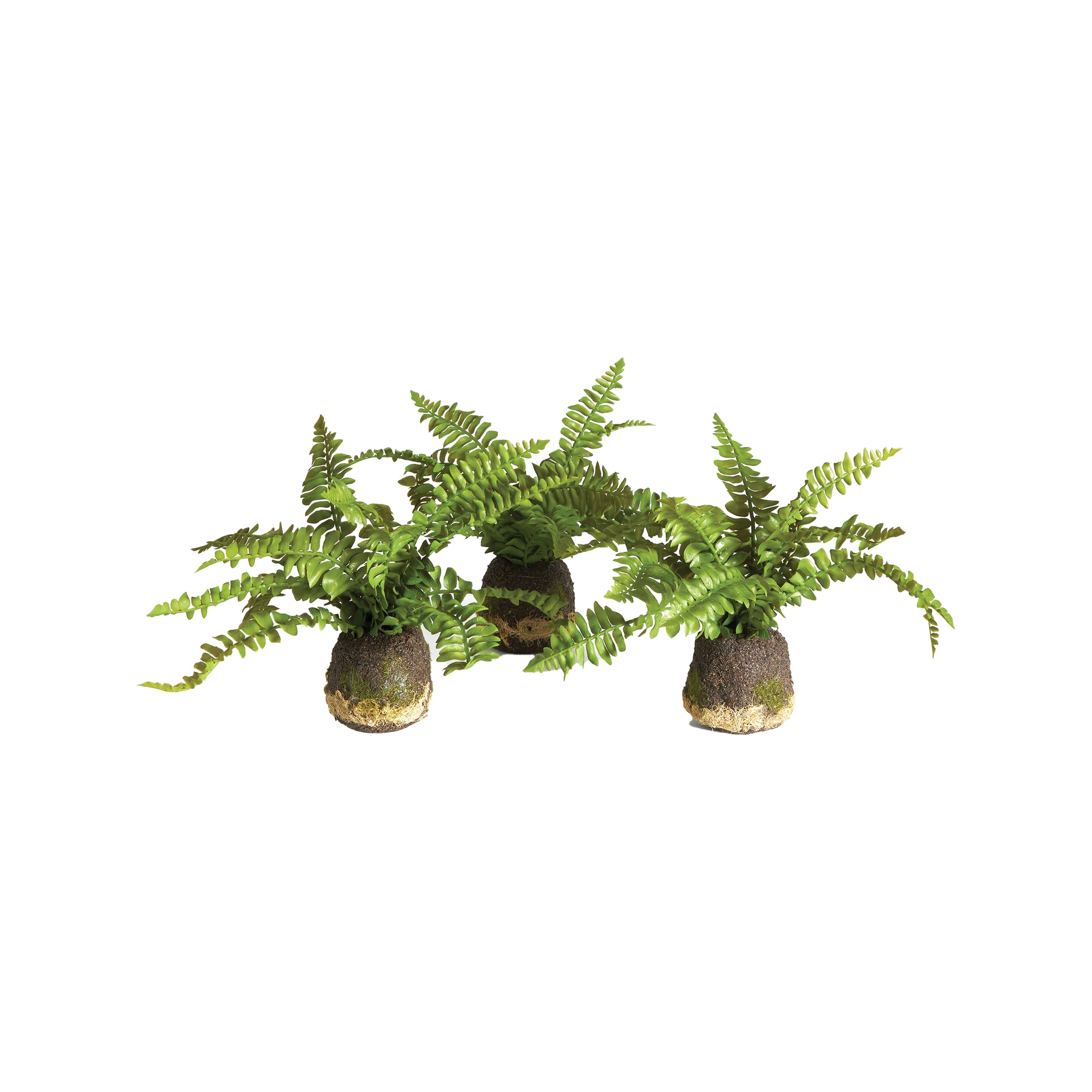 Boston Fern Drop-Ins, Set Of 3