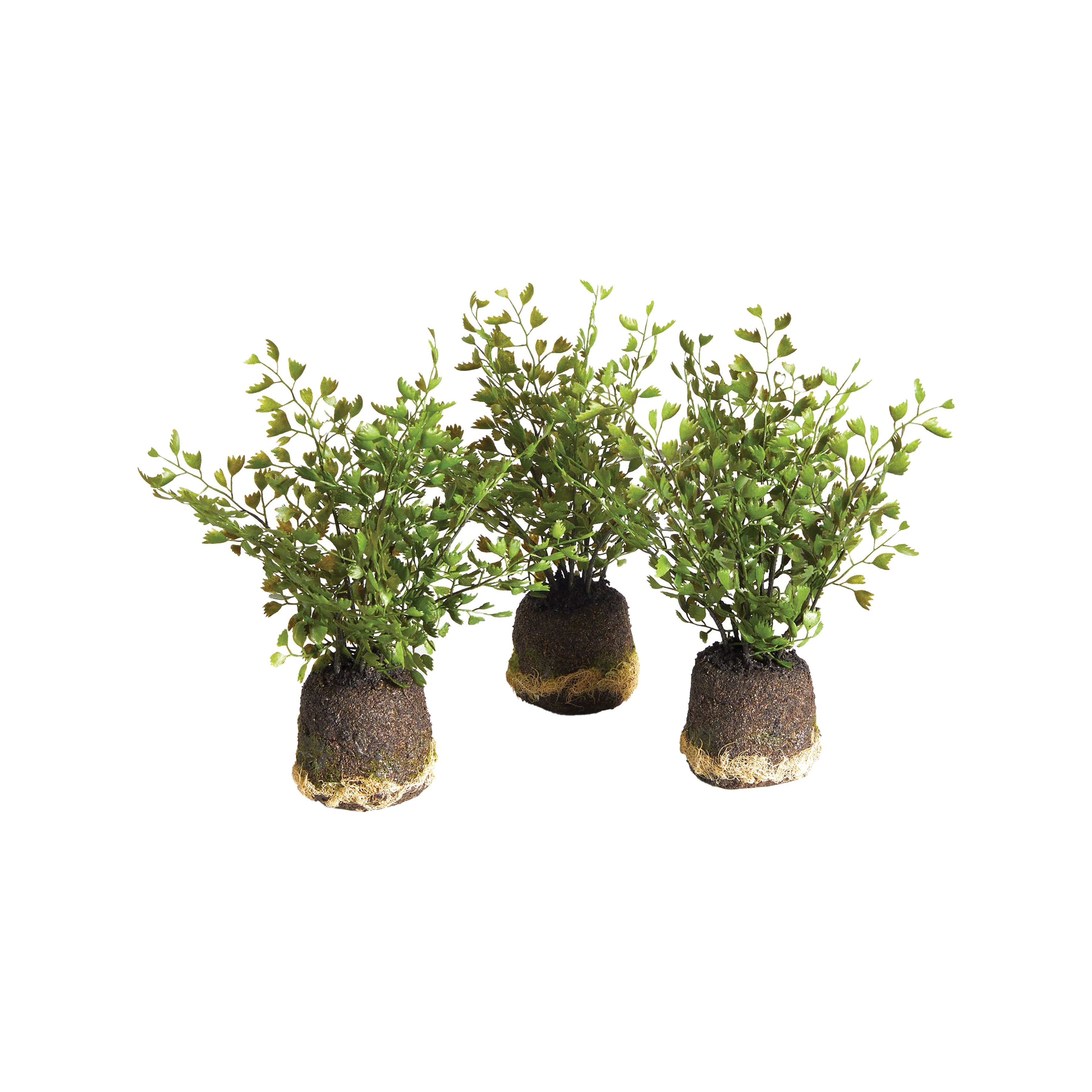 Maidenhair Drop-Ins, Set Of 3