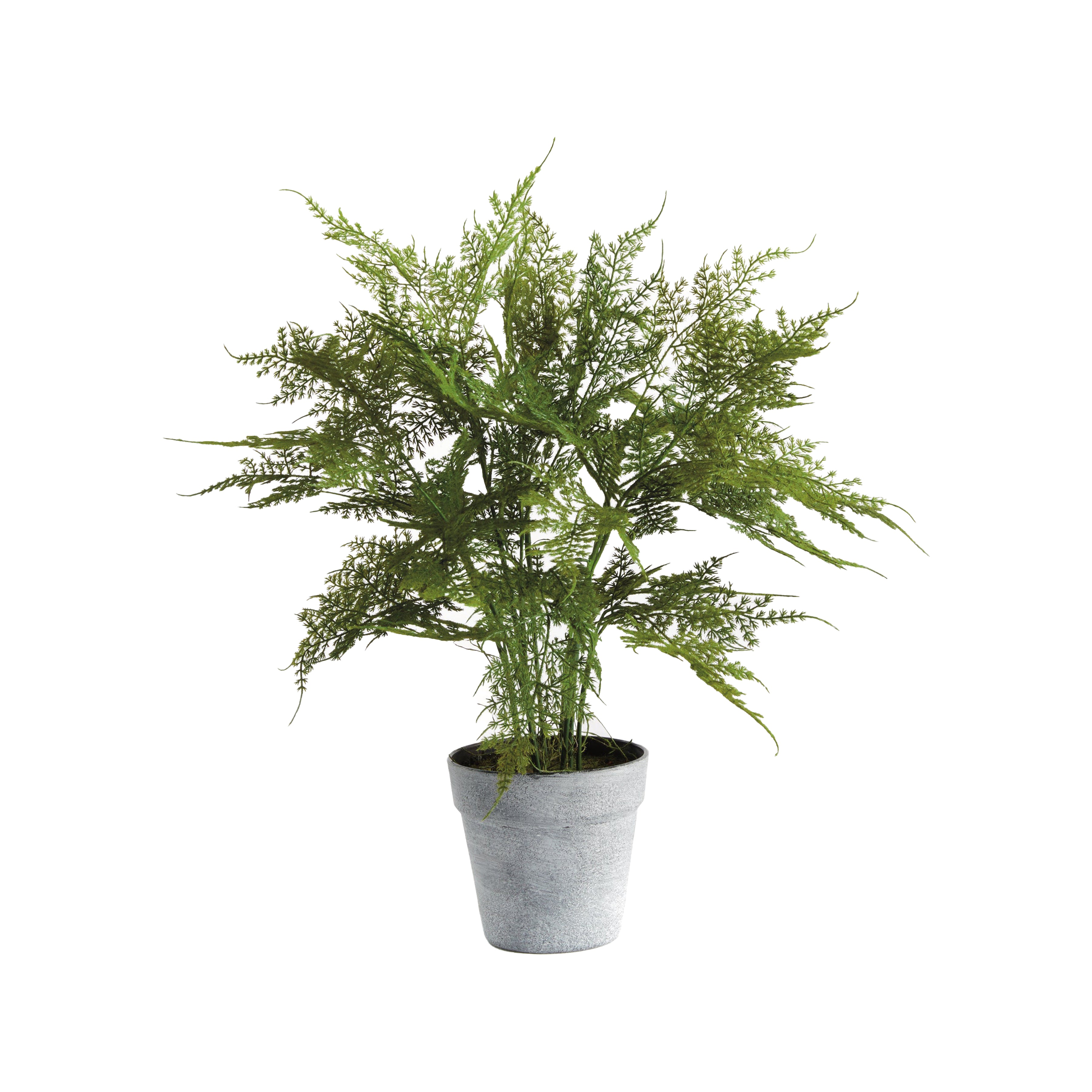 Plumosa Fern Drop-In 21"