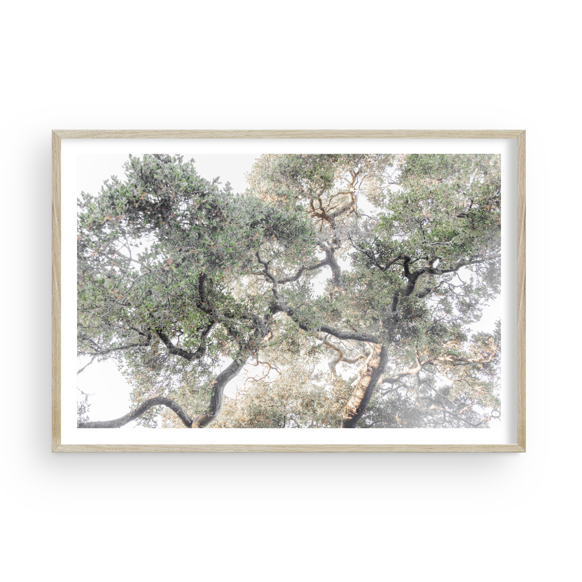 Oak Canopy by Caroline Pacula- Pure Salt1