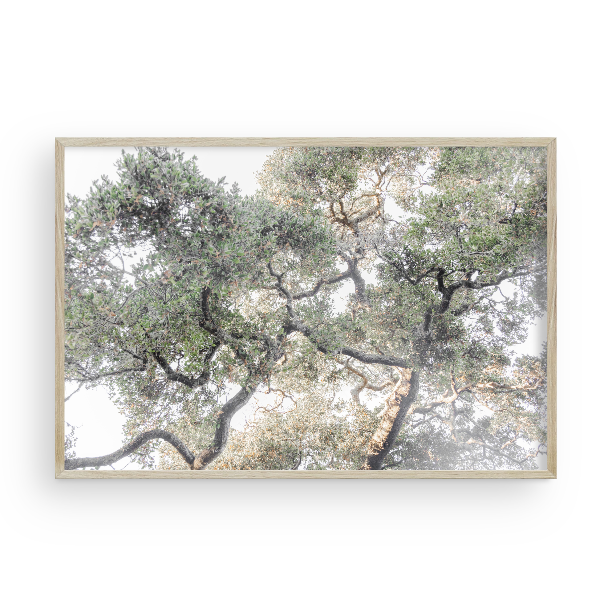 Oak Canopy by Caroline Pacula- Pure Salt2