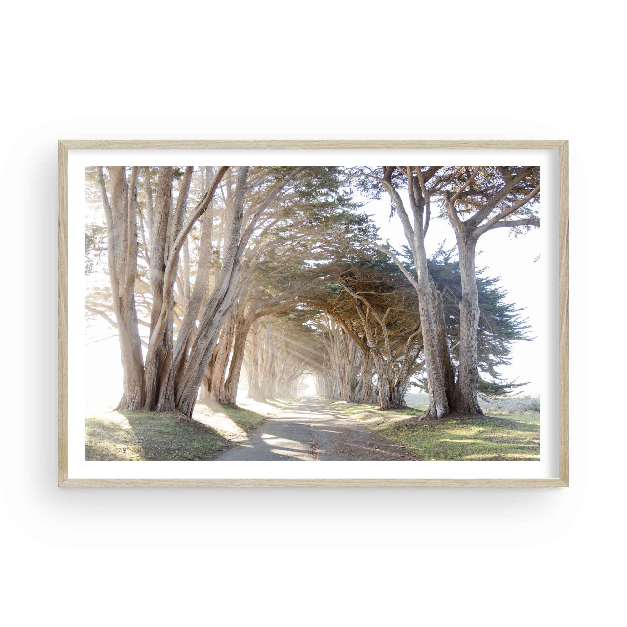 Point Reyes Tree Tunnel by Caroline Pacula-PureSalt1