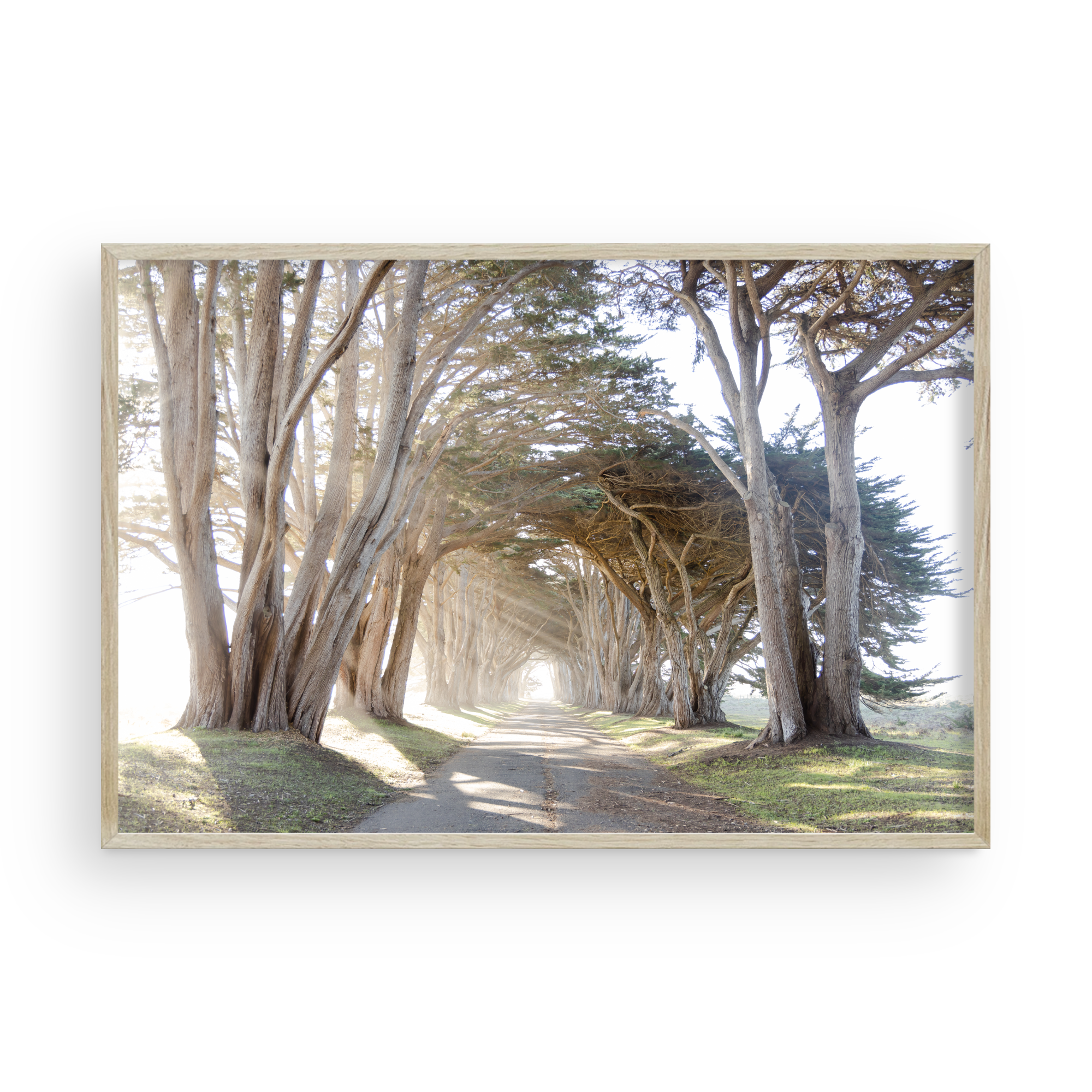 Point Reyes Tree Tunnel by Caroline Pacula-PureSalt2