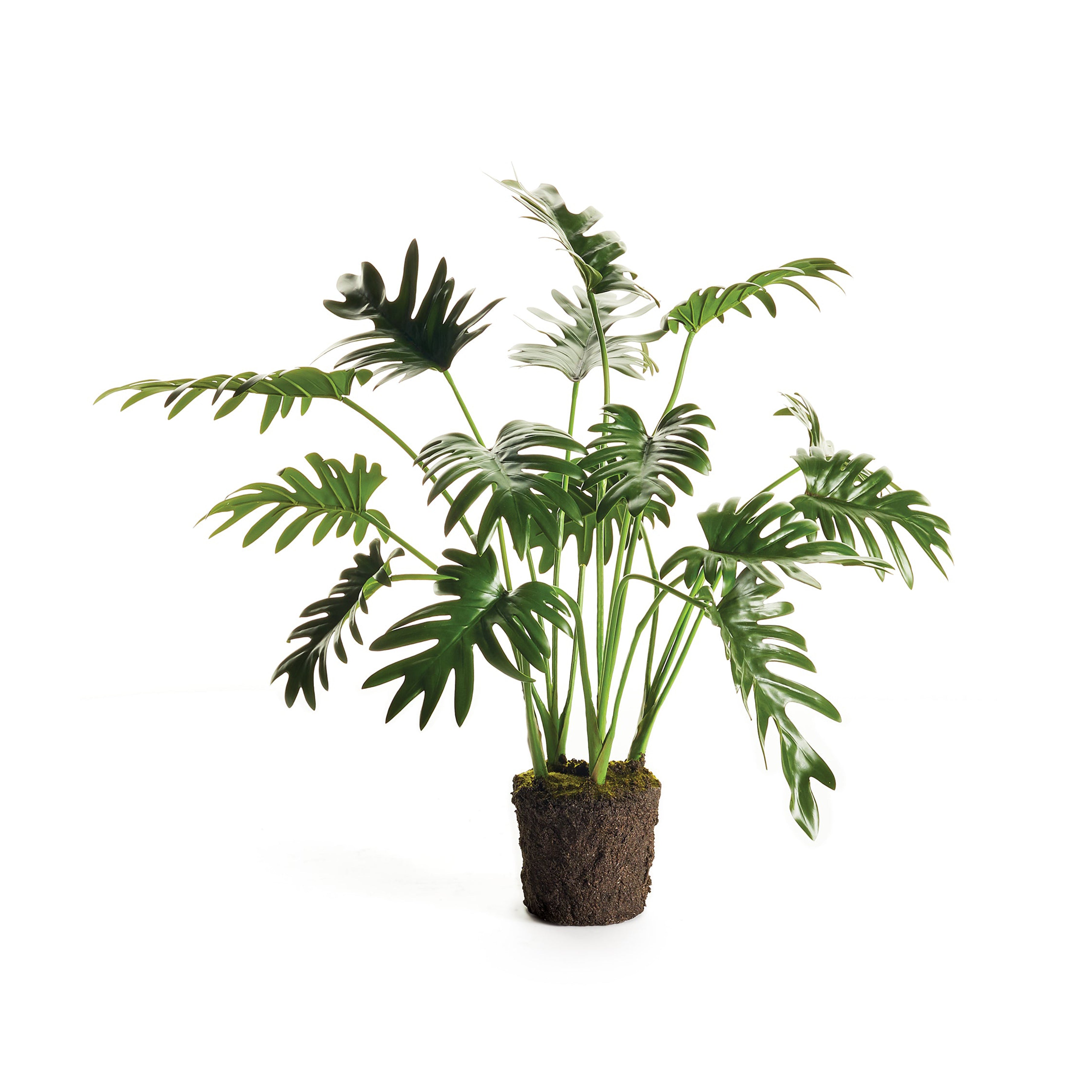 Split Leaf Selloum Drop-In 22.5"