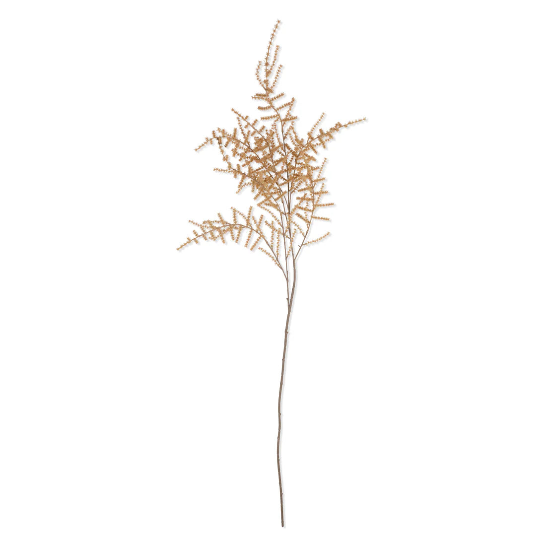 Sundrift Asparagus Fern