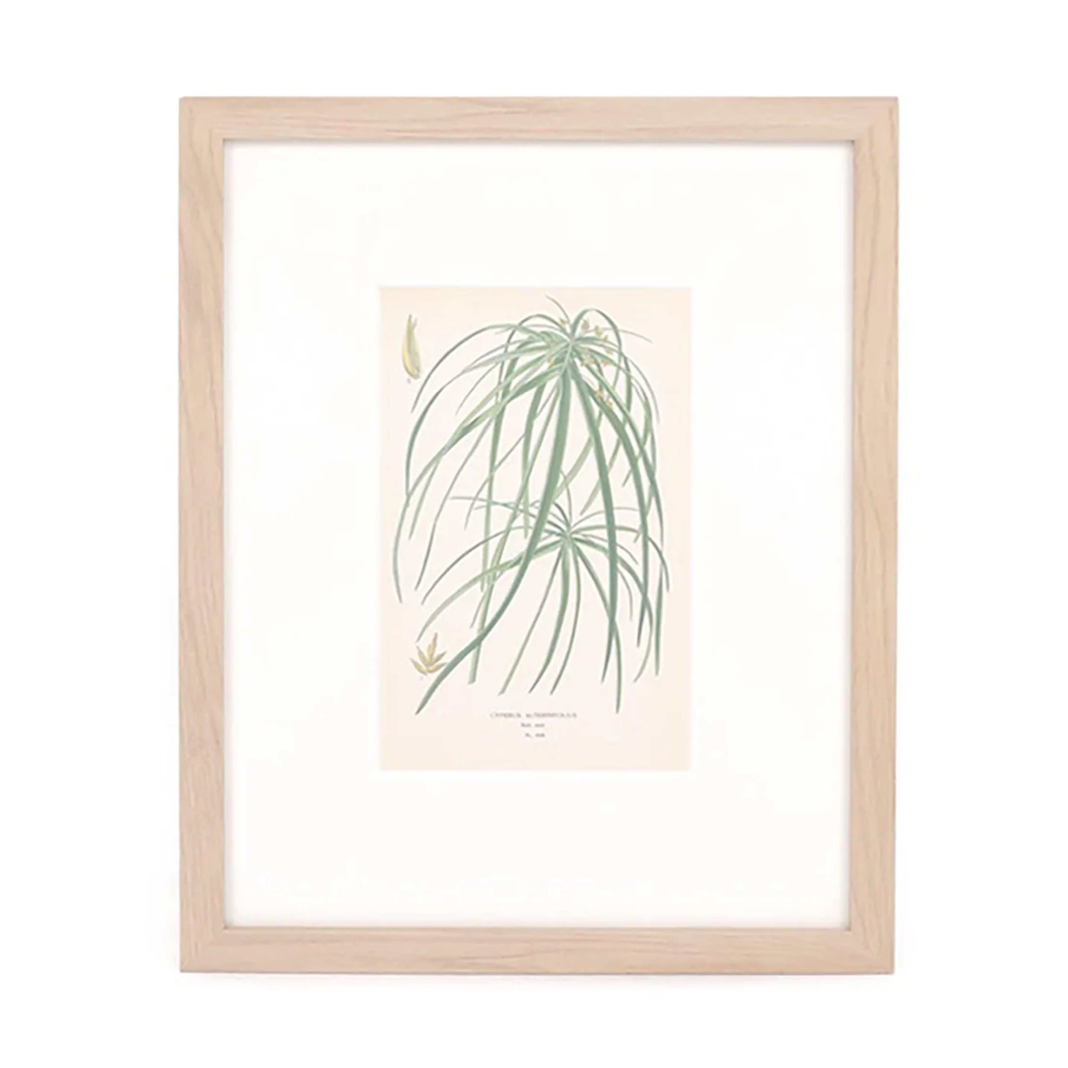 Umbrella Palm Print