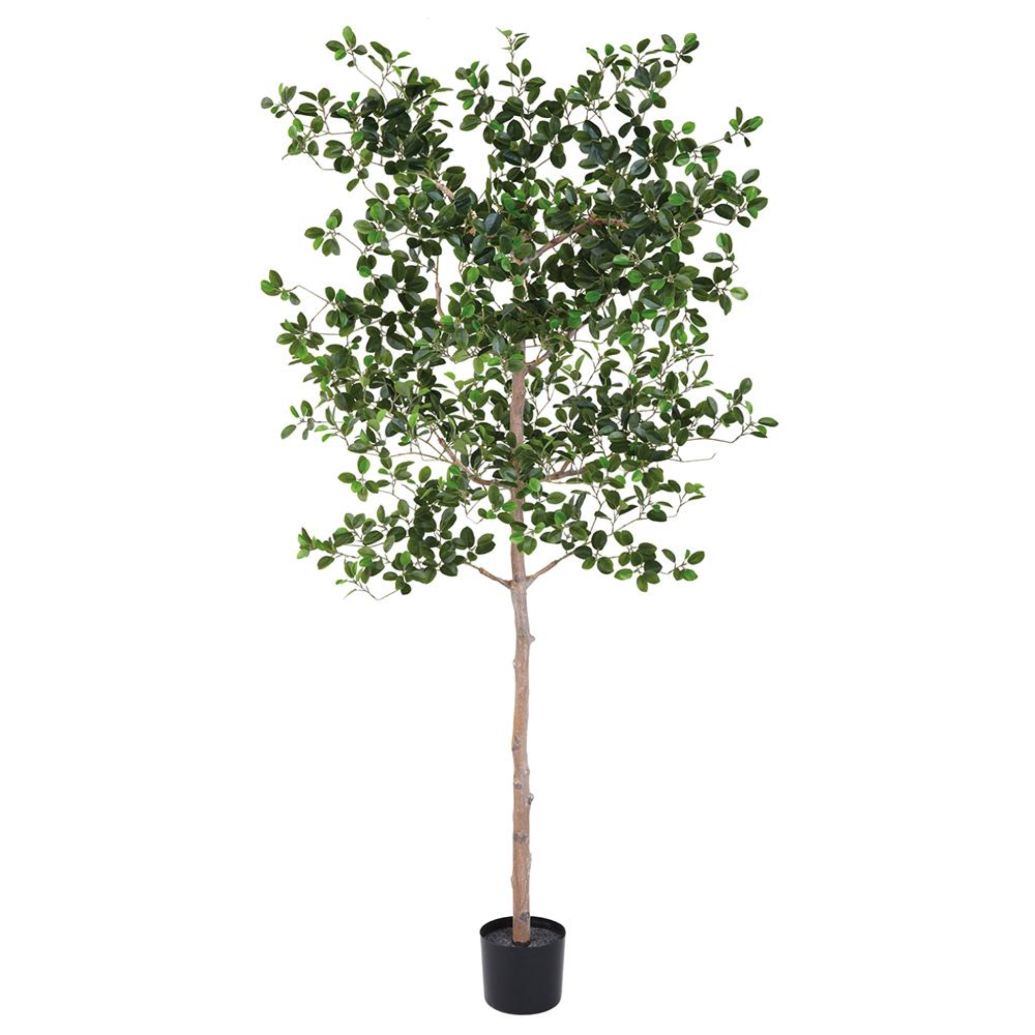 6' Ficus Moclame Tree - Pure Salt