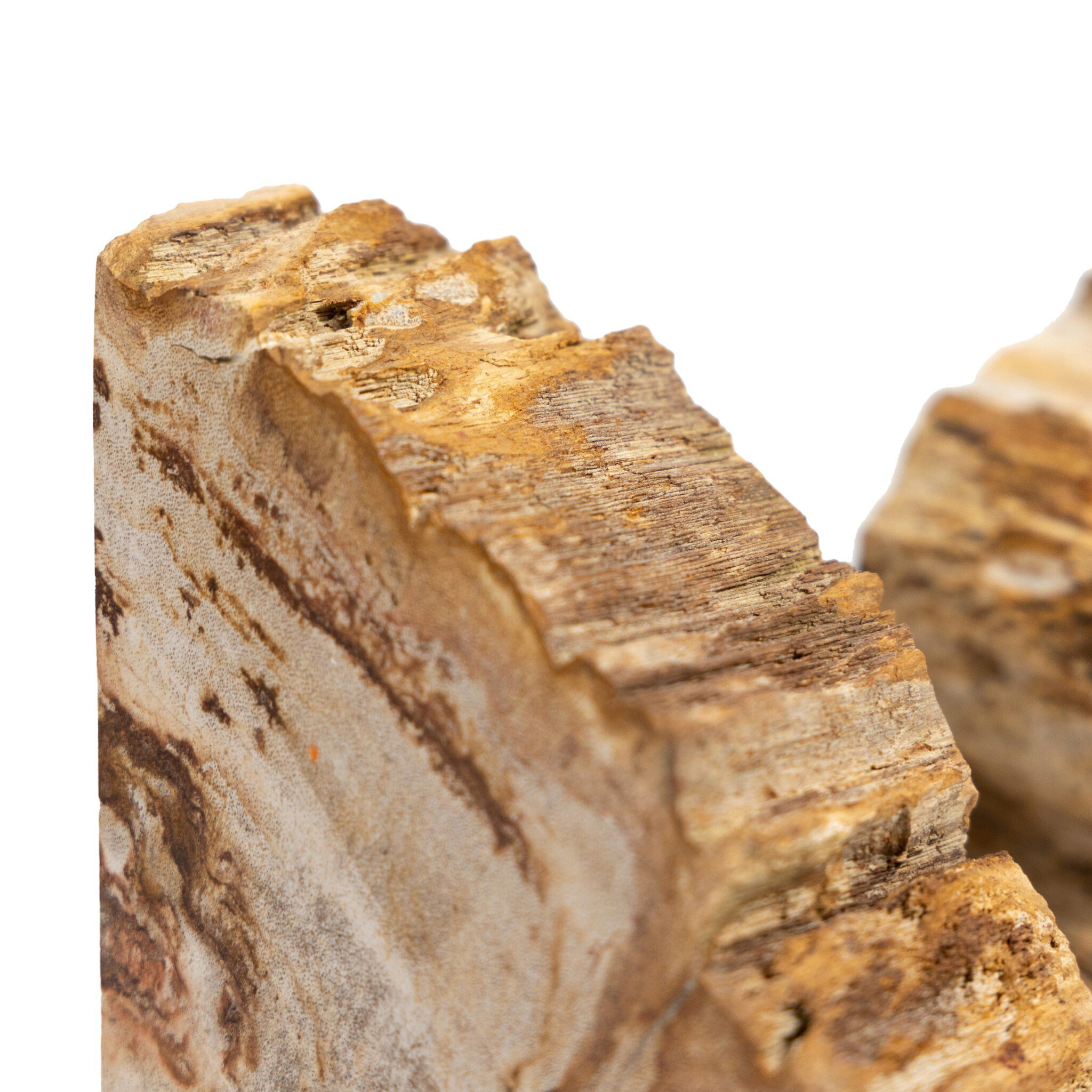 Zana Petrified Wood Bookends - Pure Salt