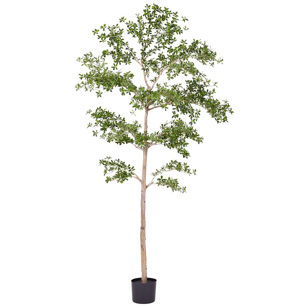 9' Shady Lady Tree - Pure Salt
