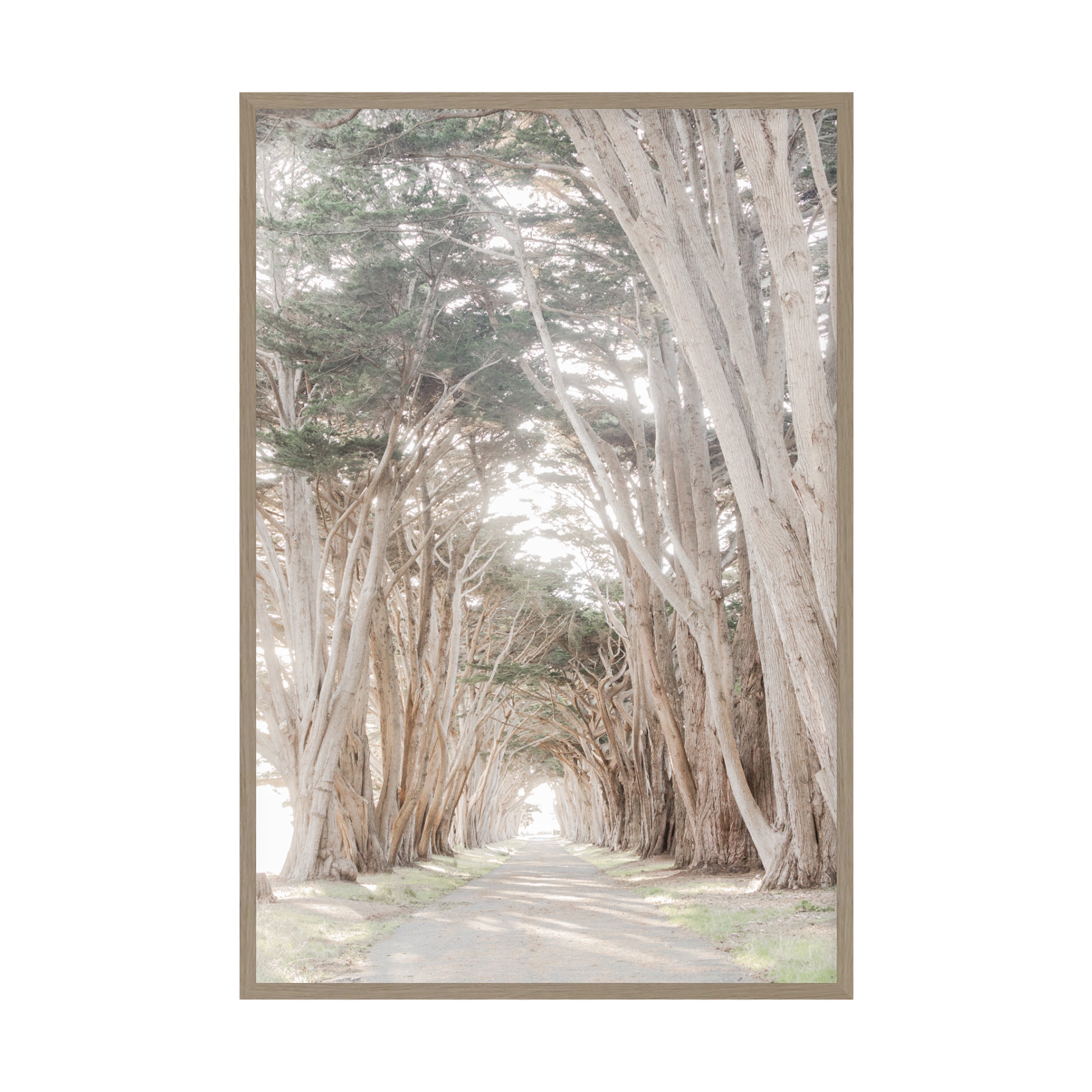 Coastal Grove, Point Reyes by Caroline Pacula Pure Salt Shoppe