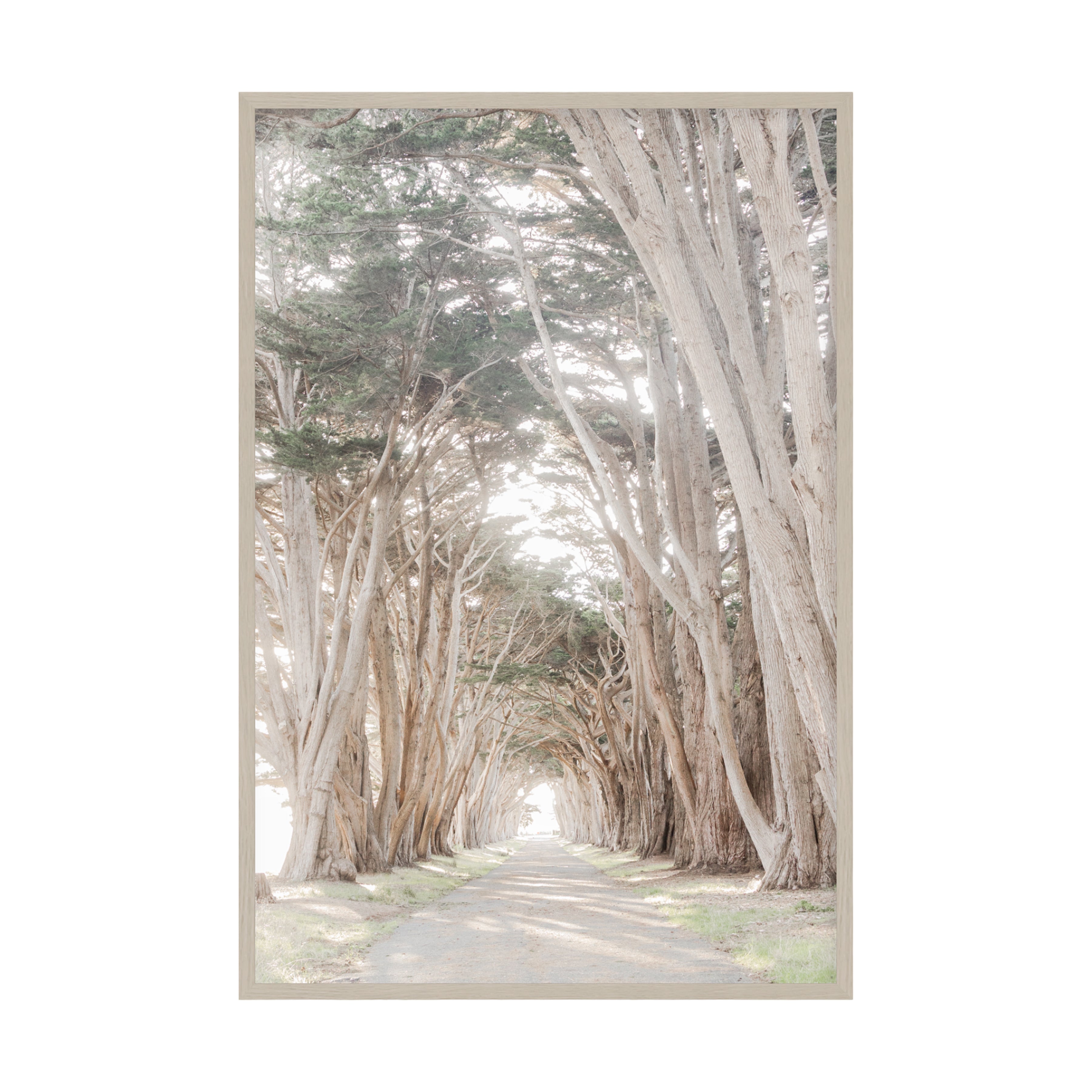 Coastal Grove, Point Reyes by Caroline Pacula Pure Salt Shoppe