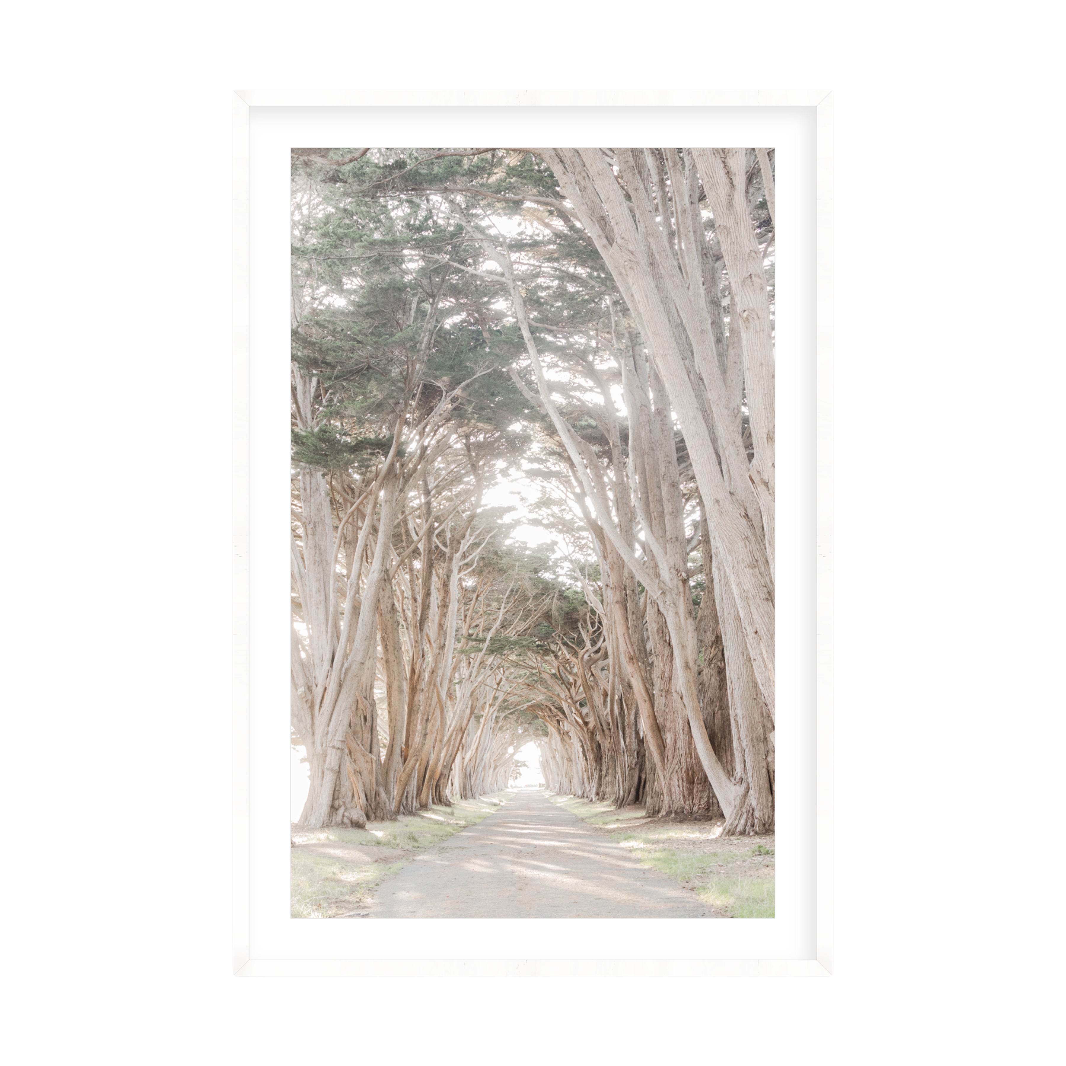 Coastal Grove, Point Reyes by Caroline Pacula Pure Salt Shoppe