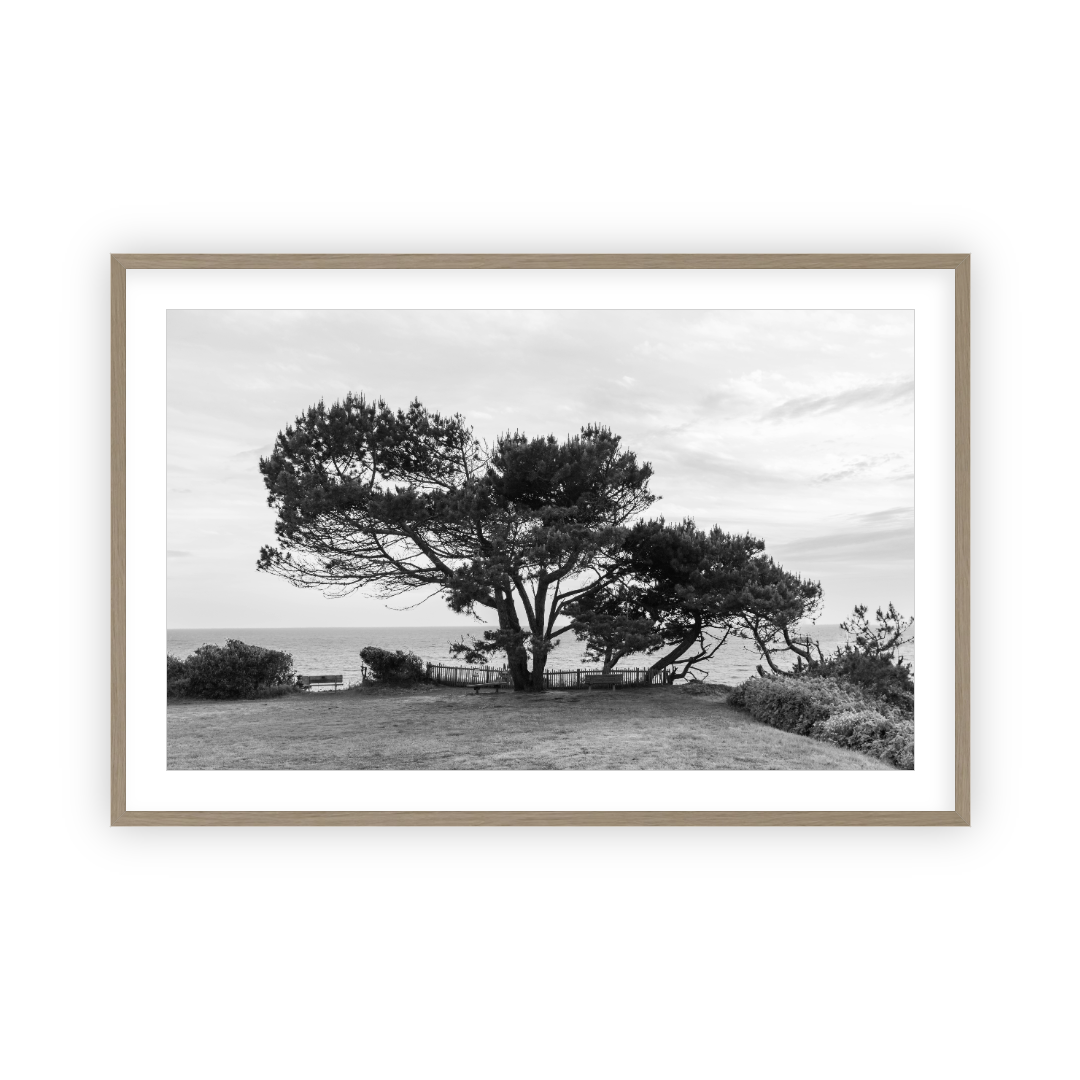 Lone Cypress by Carly Tabak Pure Salt Shoppe