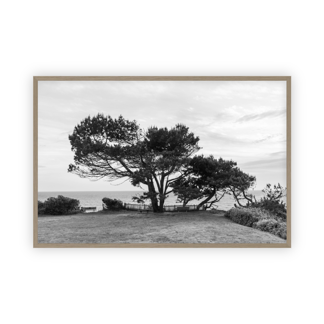 Lone Cypress by Carly Tabak Pure Salt Shoppe