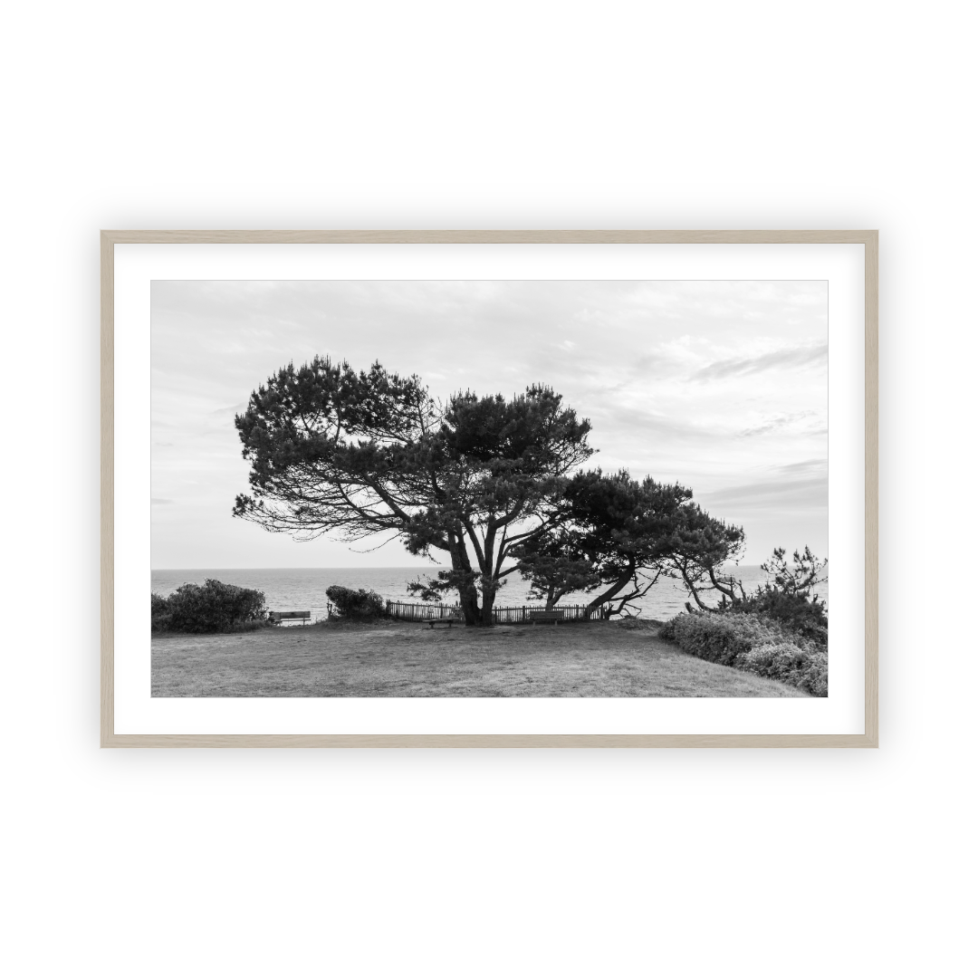 Lone Cypress by Carly Tabak Pure Salt Shoppe