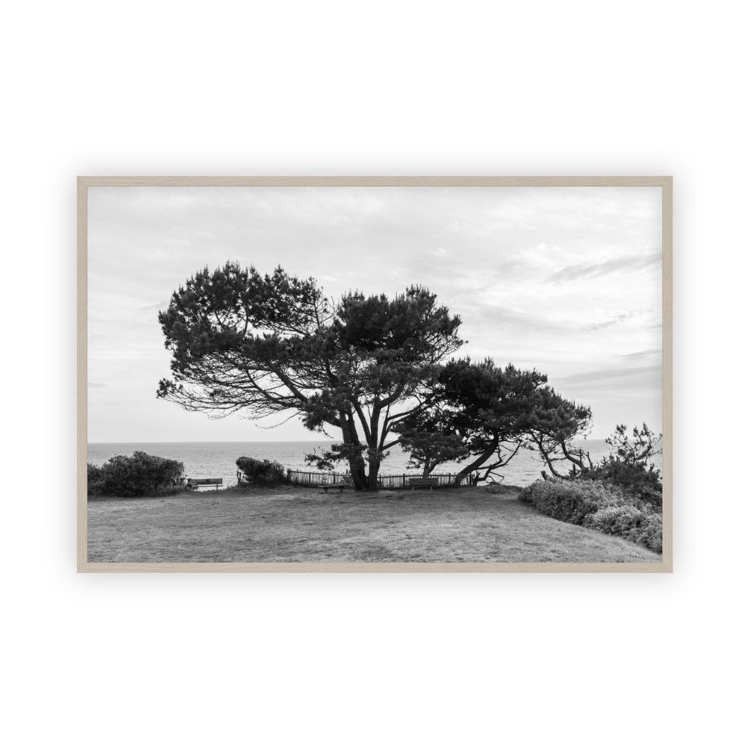 Lone Cypress by Carly Tabak Pure Salt Shoppe