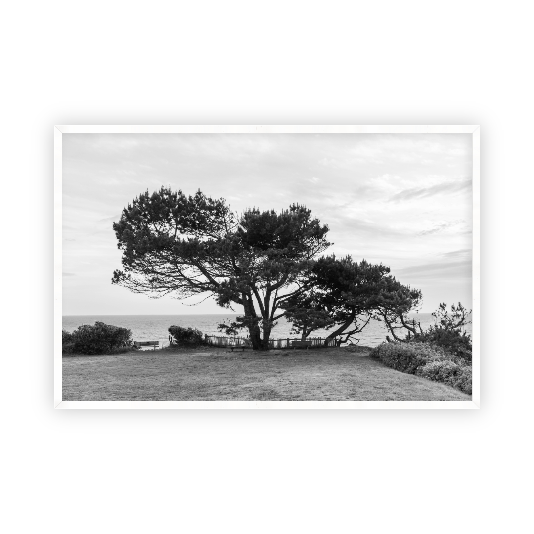Lone Cypress by Carly Tabak Pure Salt Shoppe