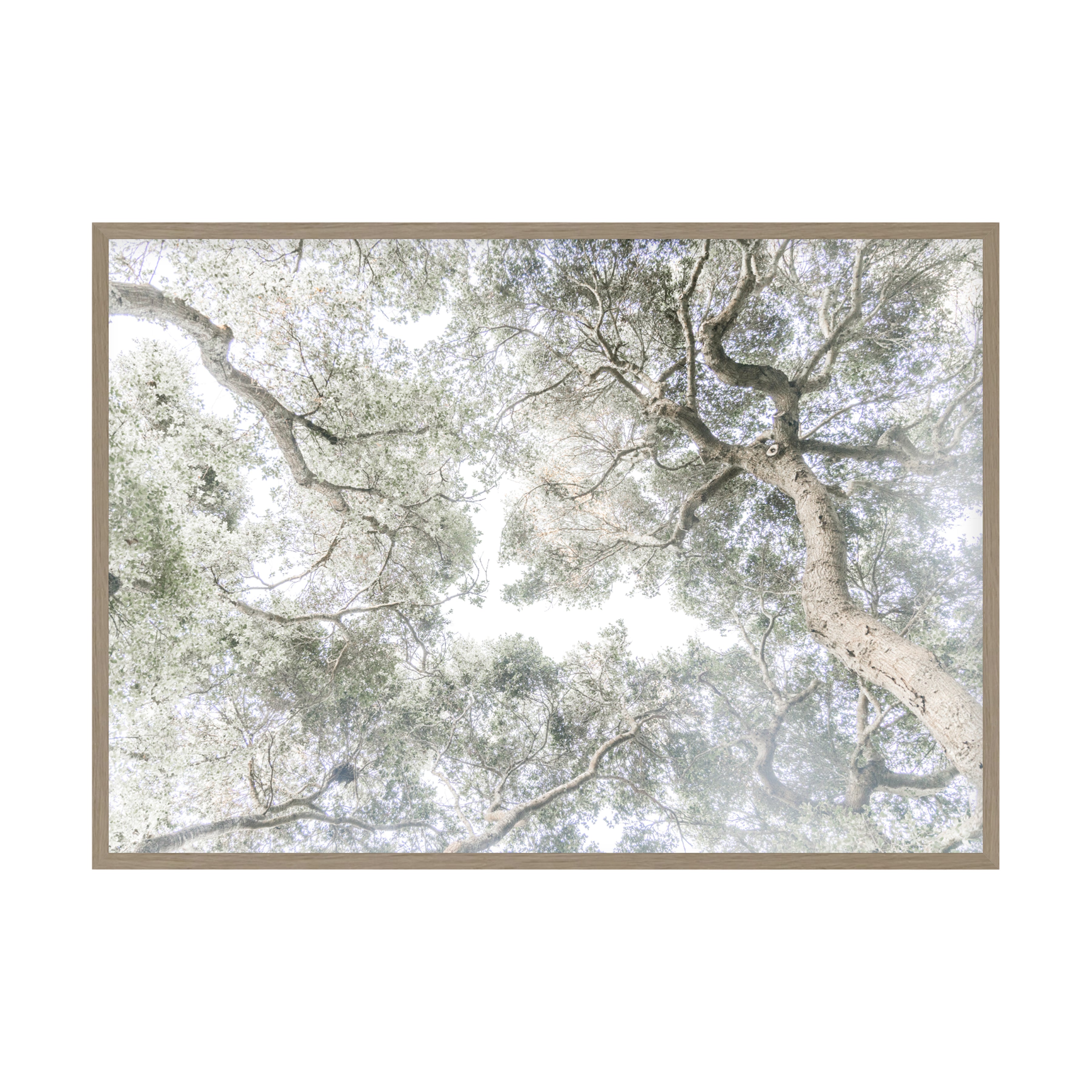 Whispering Light by Caroline Pacula Pure Salt Shoppe