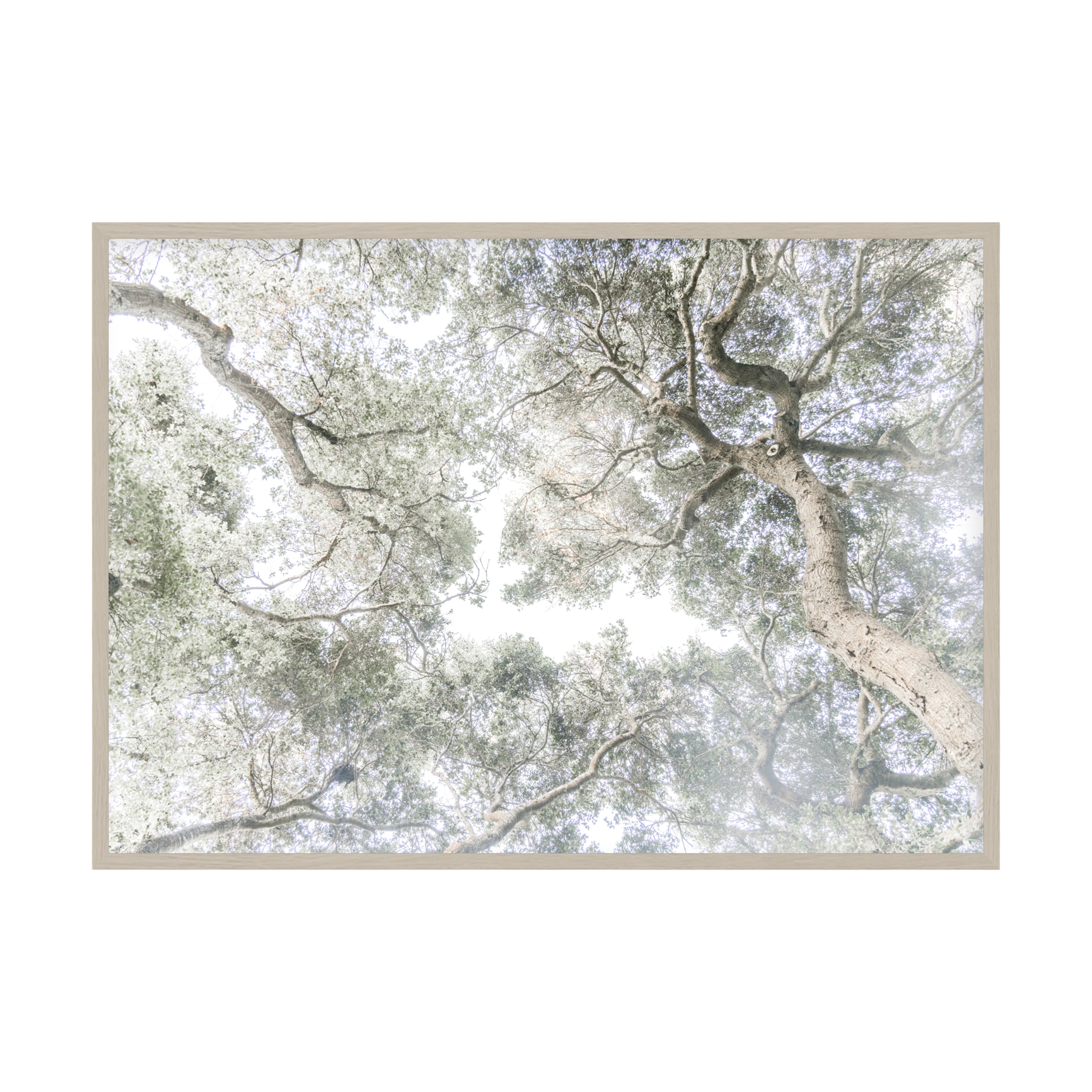 Whispering Light by Caroline Pacula Pure Salt Shoppe