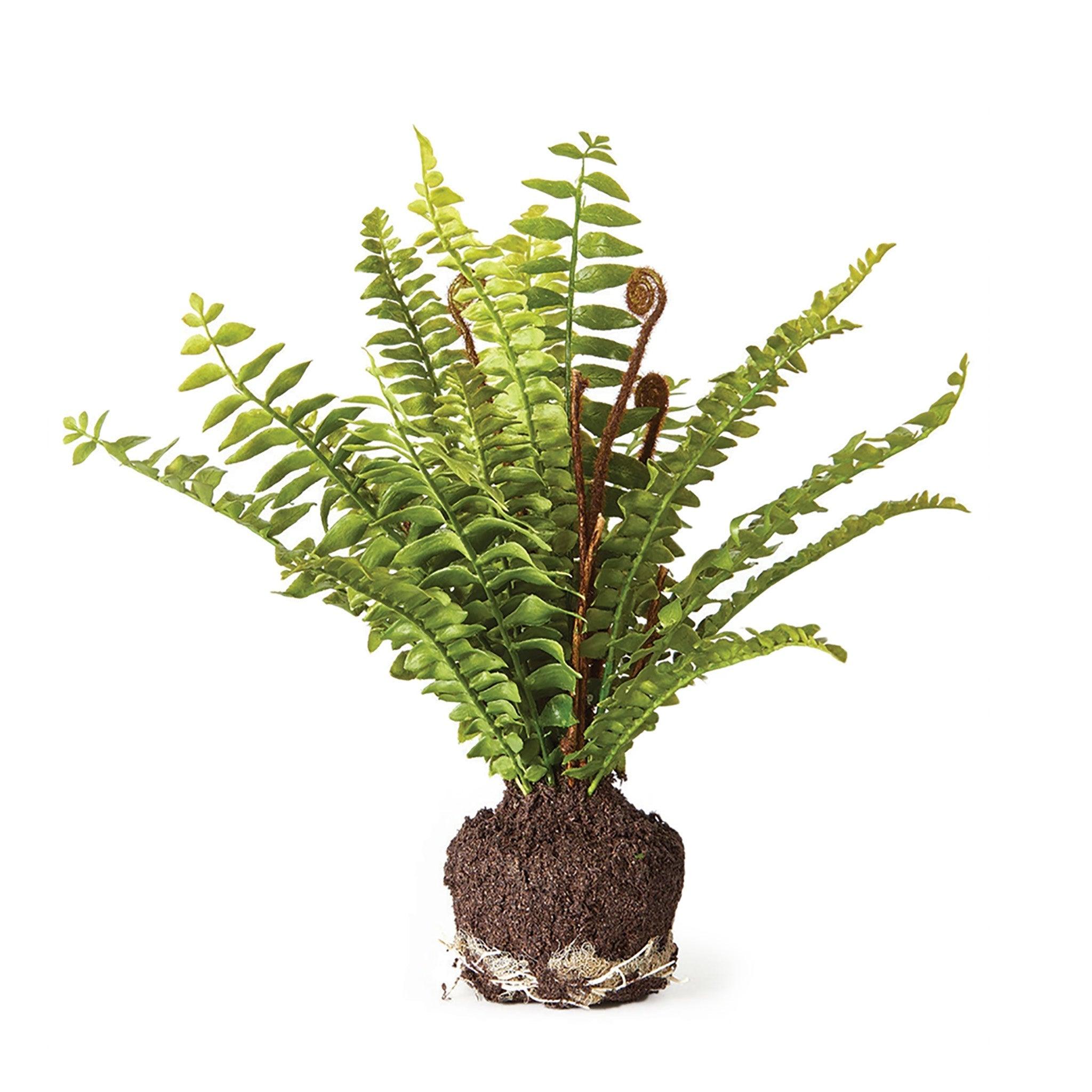 Boston Fern Drop-In 11" - Pure Salt Shoppe