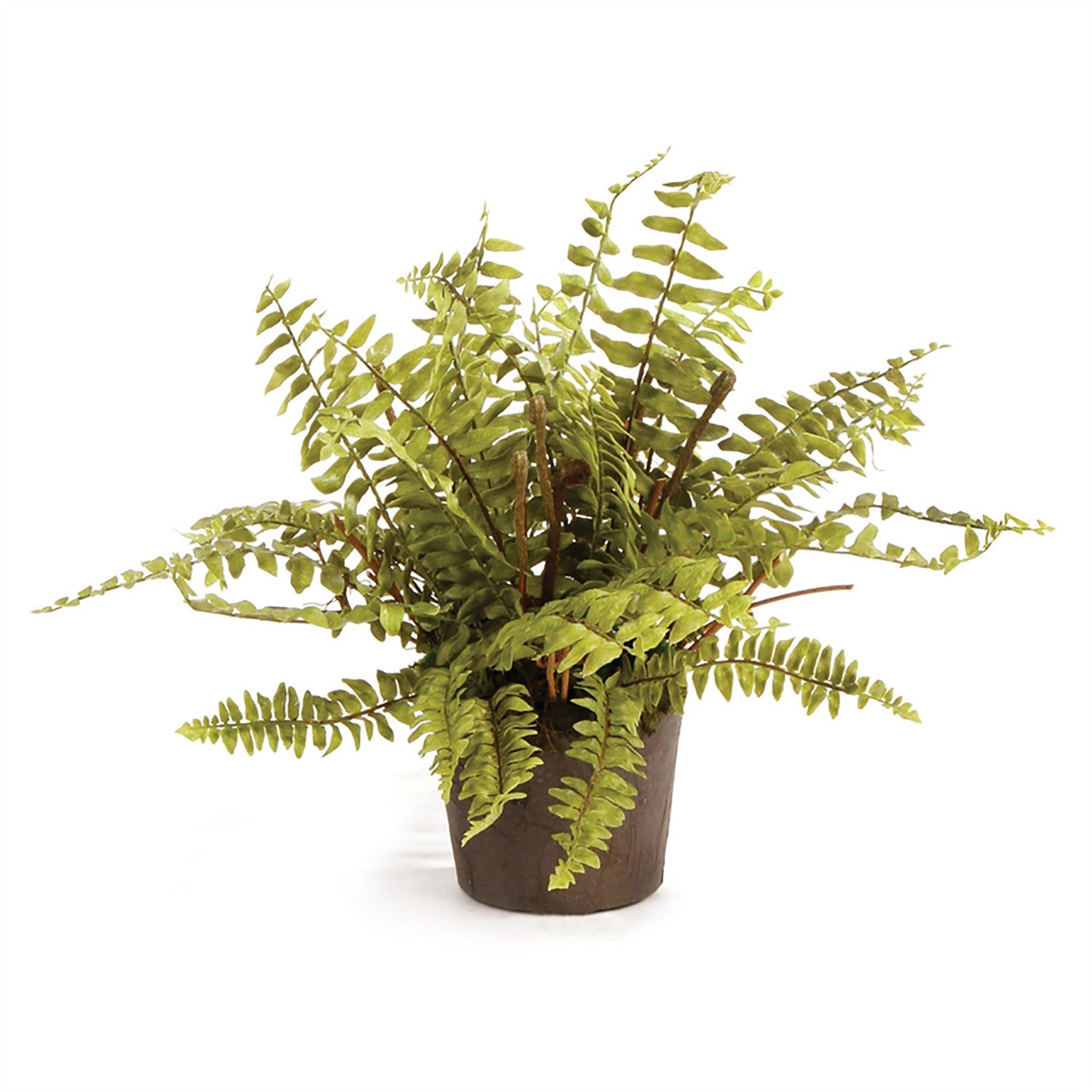 Boston Fern Drop-In 12" - Pure Salt Shoppe