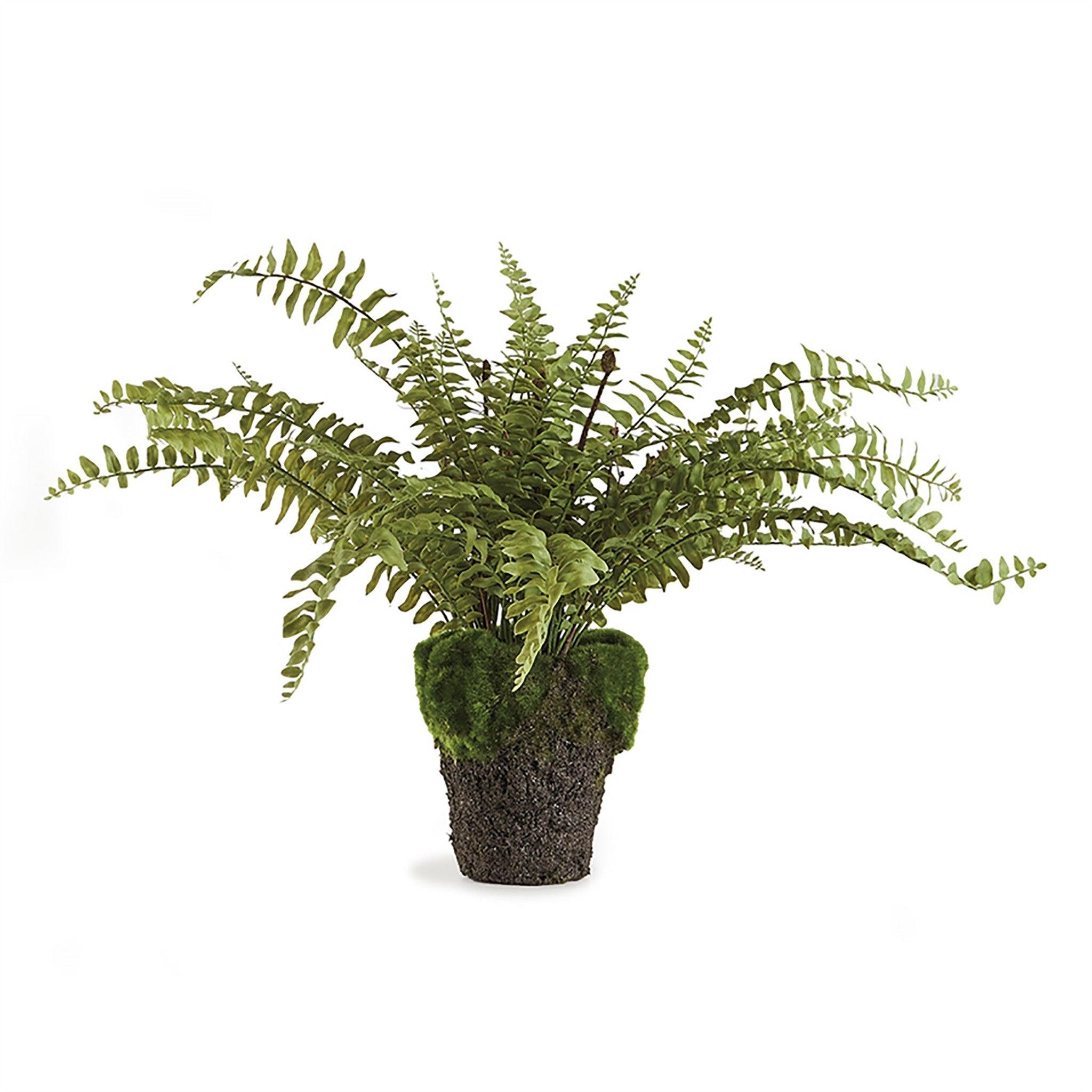 Boston Fern Drop-In 16" - Pure Salt Shoppe