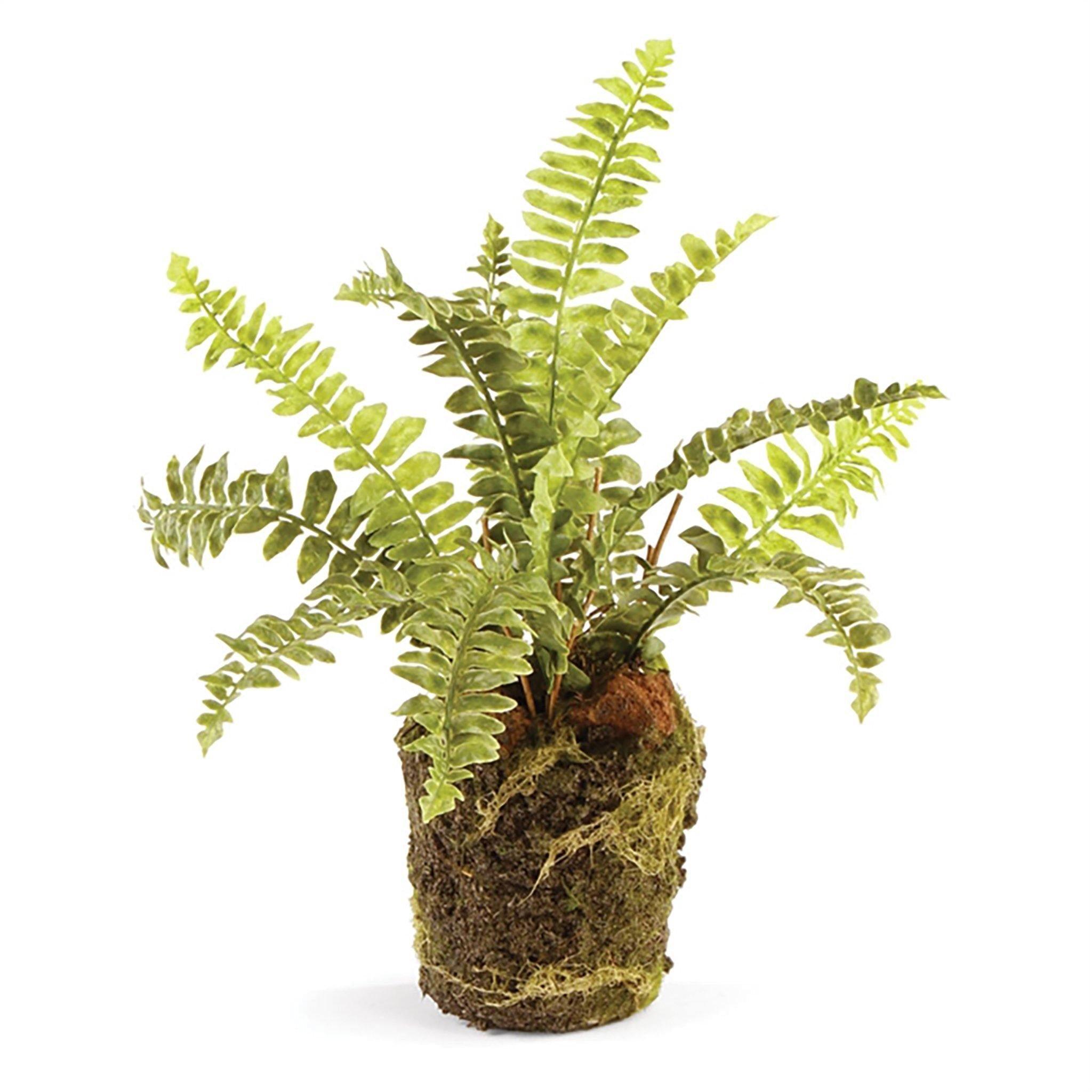 Boston Fern Drop-In 9" - Pure Salt Shoppe