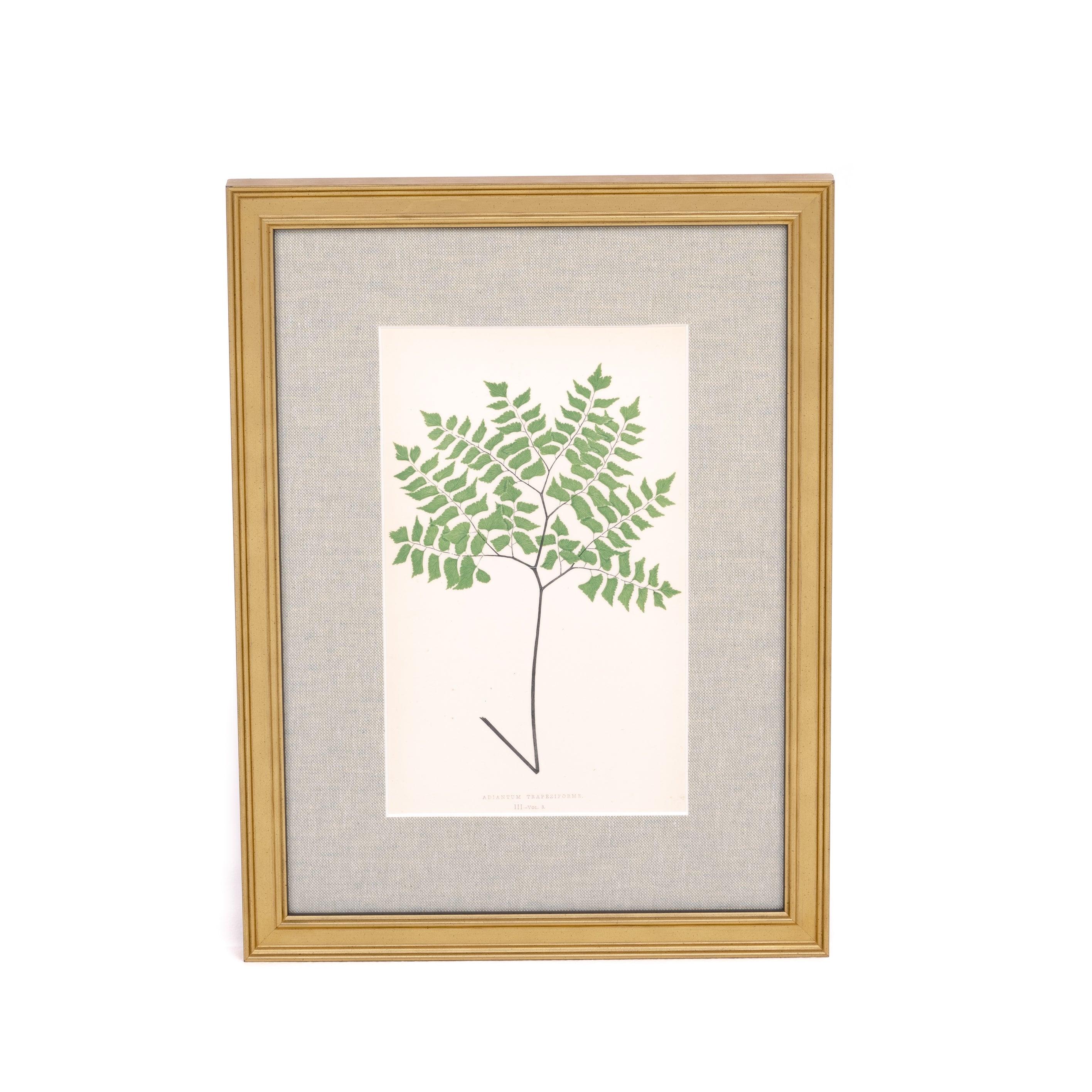 Diamond Fern Print - Pure Salt Shoppe