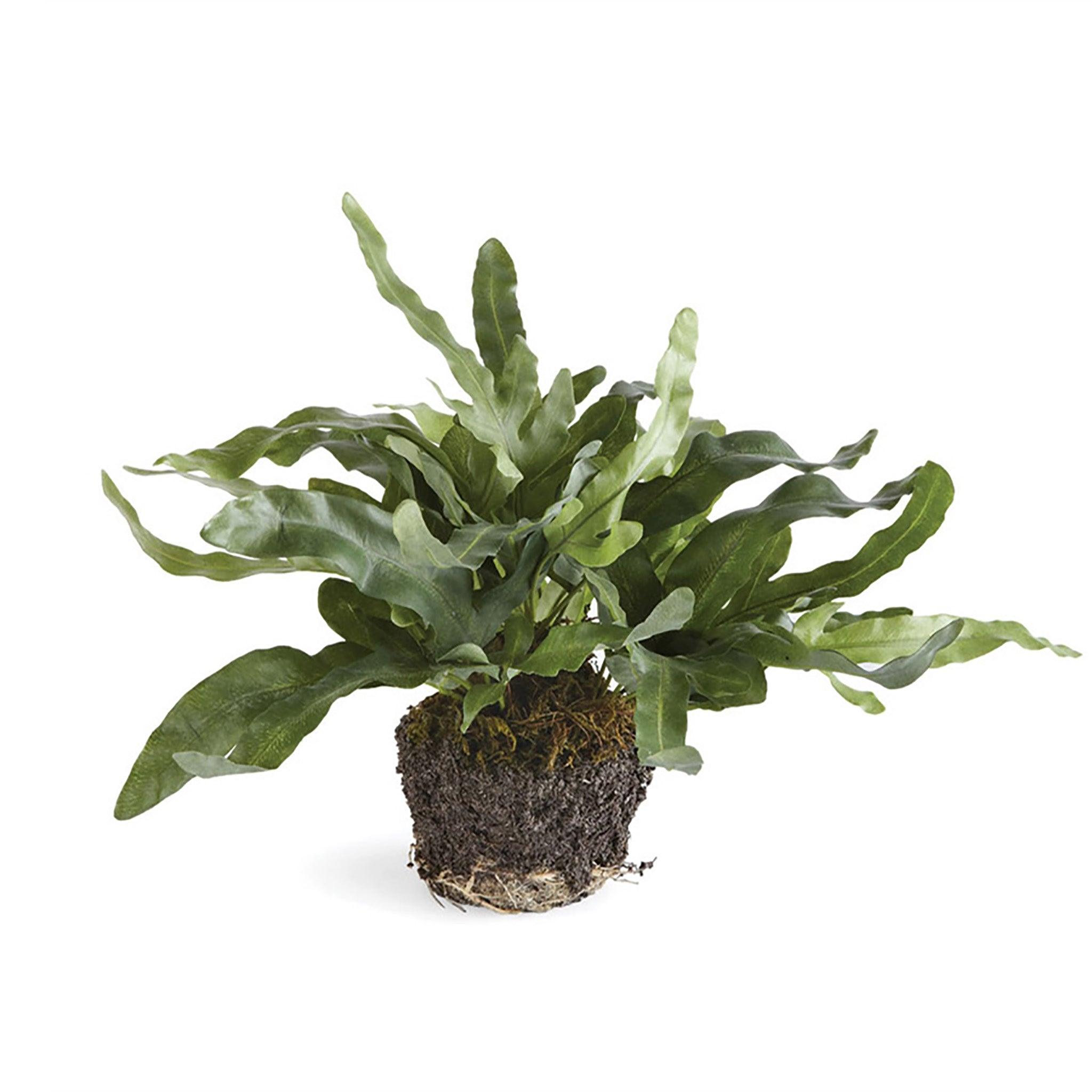 Echeveria Drop-In, Large - Pure Salt Shoppe