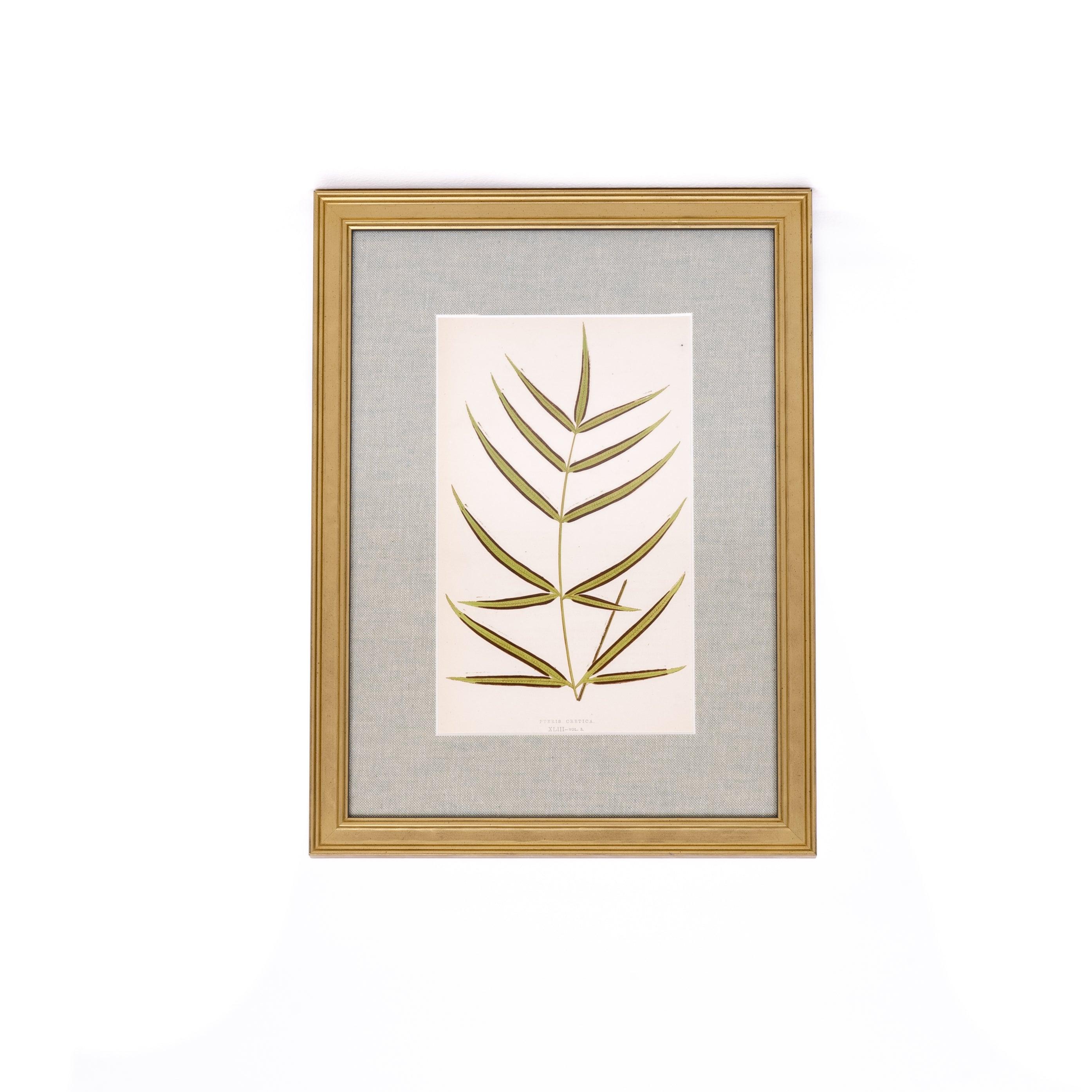 Fern Print - Pure Salt Shoppe