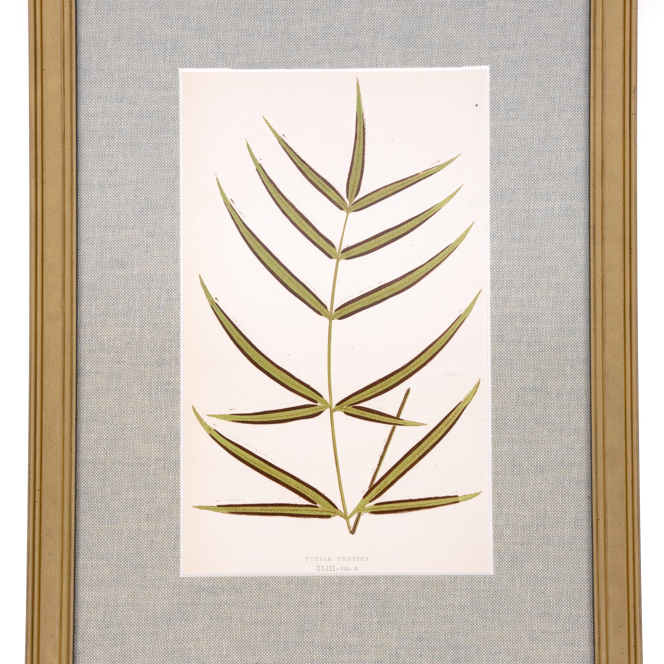 Fern Print - Pure Salt Shoppe