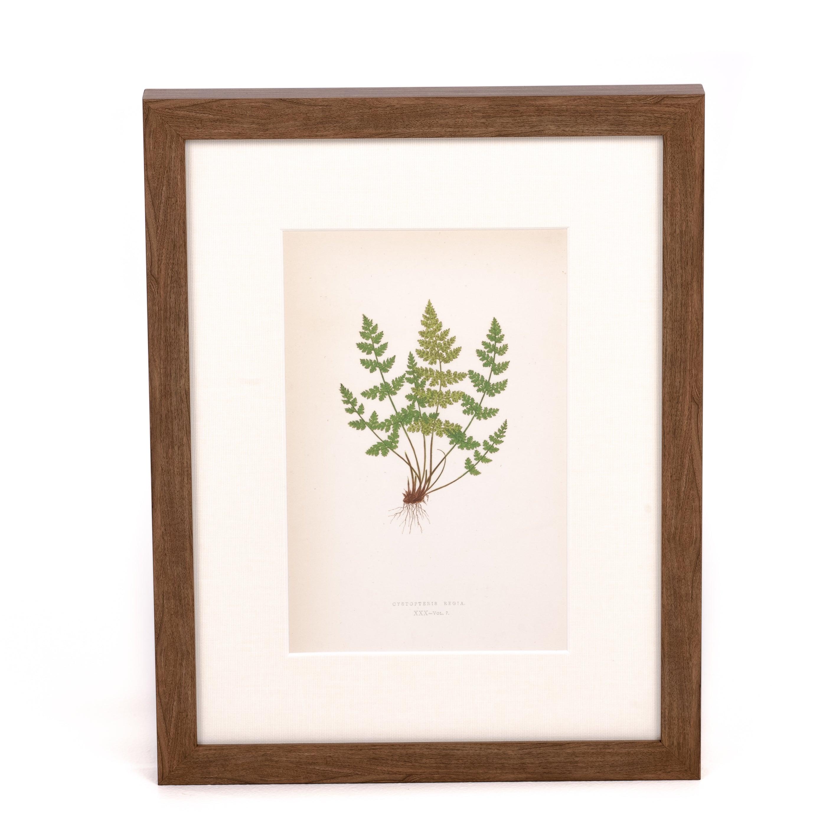 Fragile Fern Print - Pure Salt Shoppe