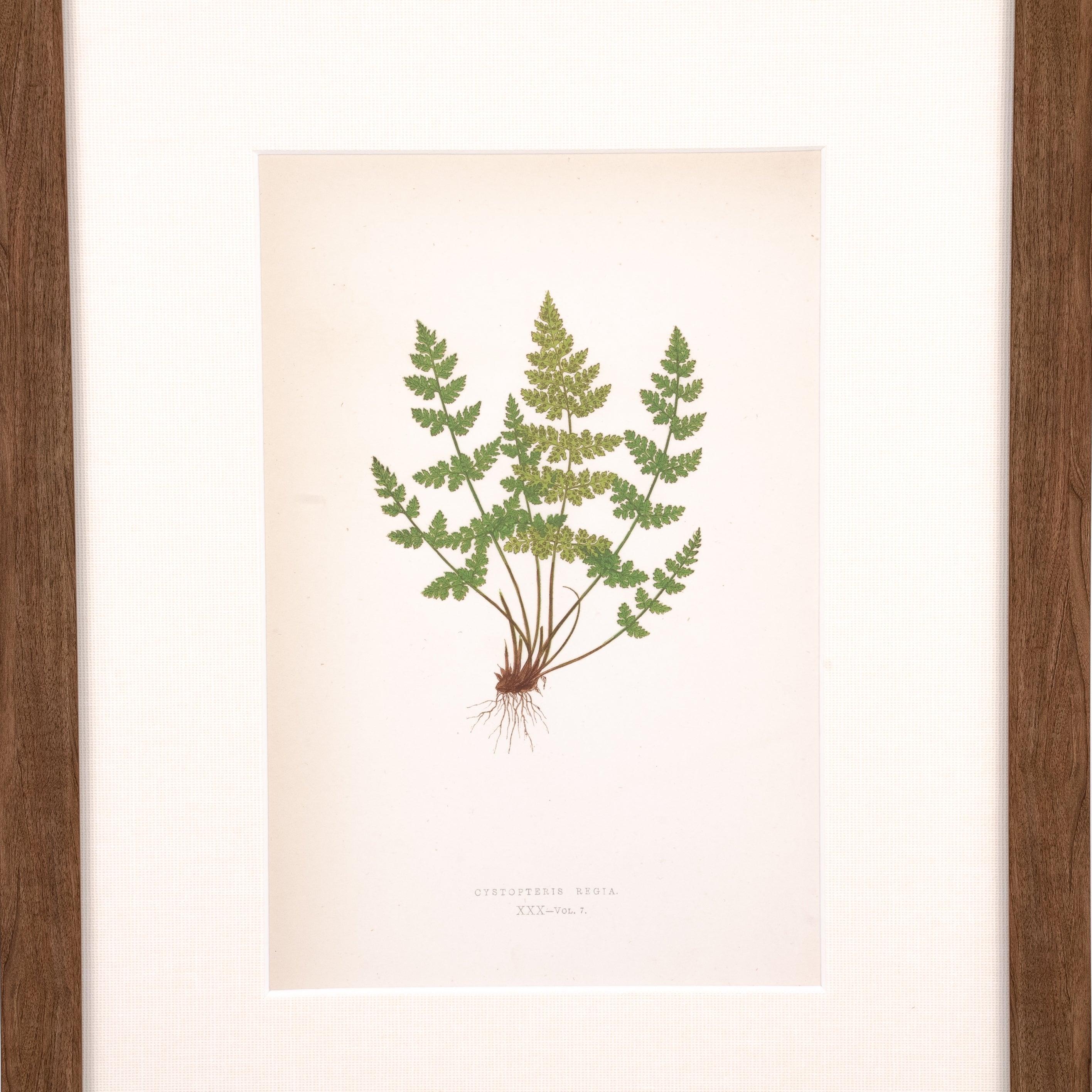 Fragile Fern Print - Pure Salt Shoppe