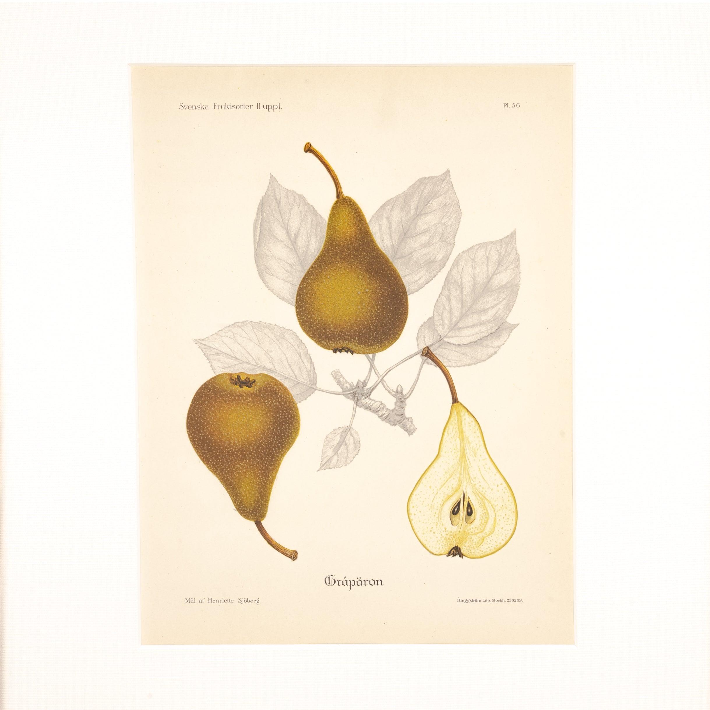 Fruit Print - Pure Salt Shoppe