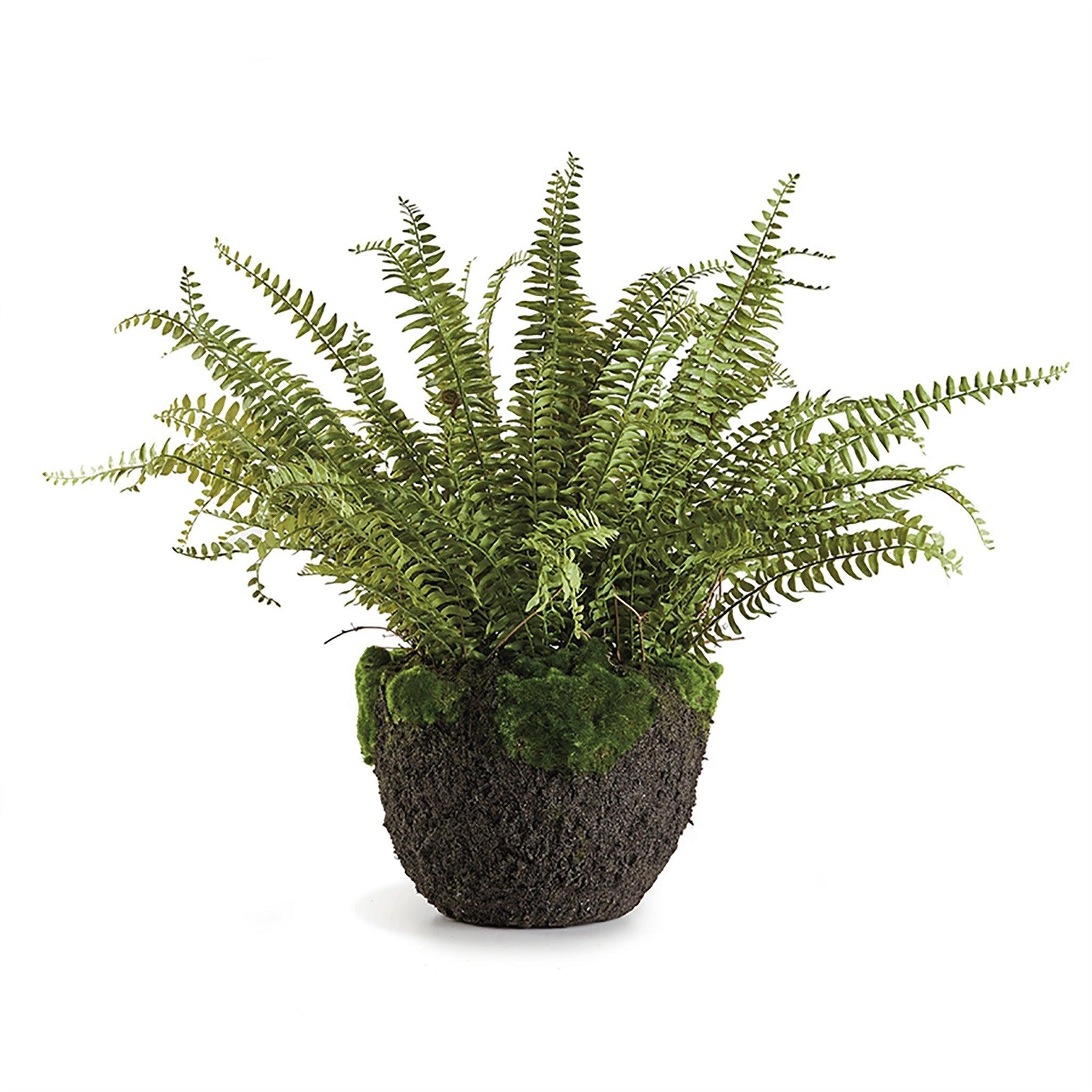 Grand Boston Fern Drop-In 30" - Pure Salt Shoppe