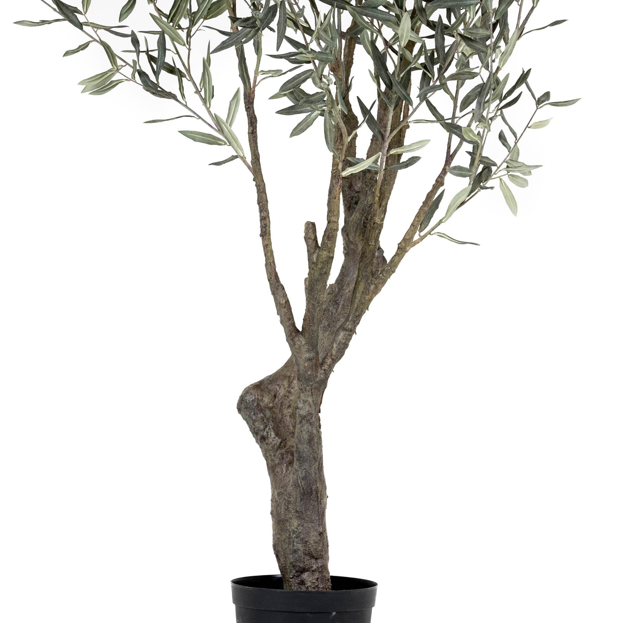 Grand Olive Tree Drop-In 6'6" - Pure Salt Shoppe