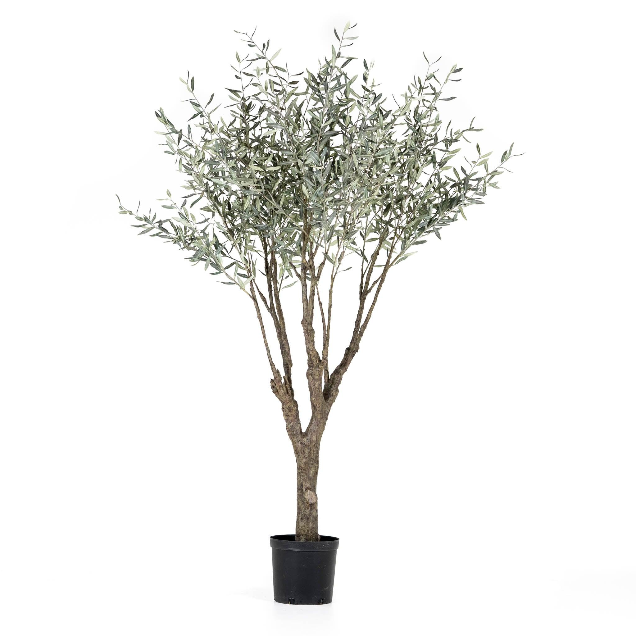 Grand Olive Tree Drop-In 8' - Pure Salt Shoppe